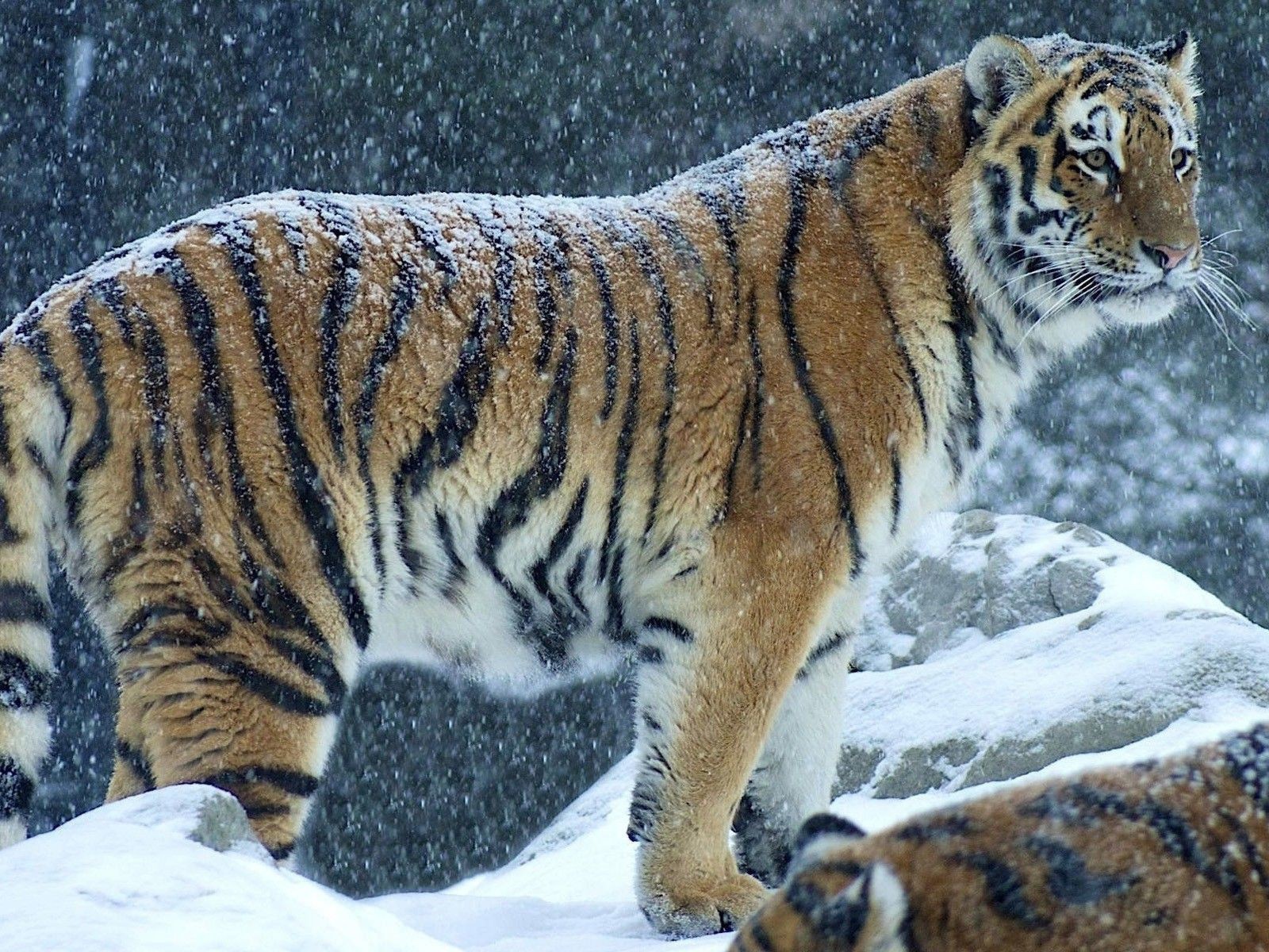 Снег на спине тигра