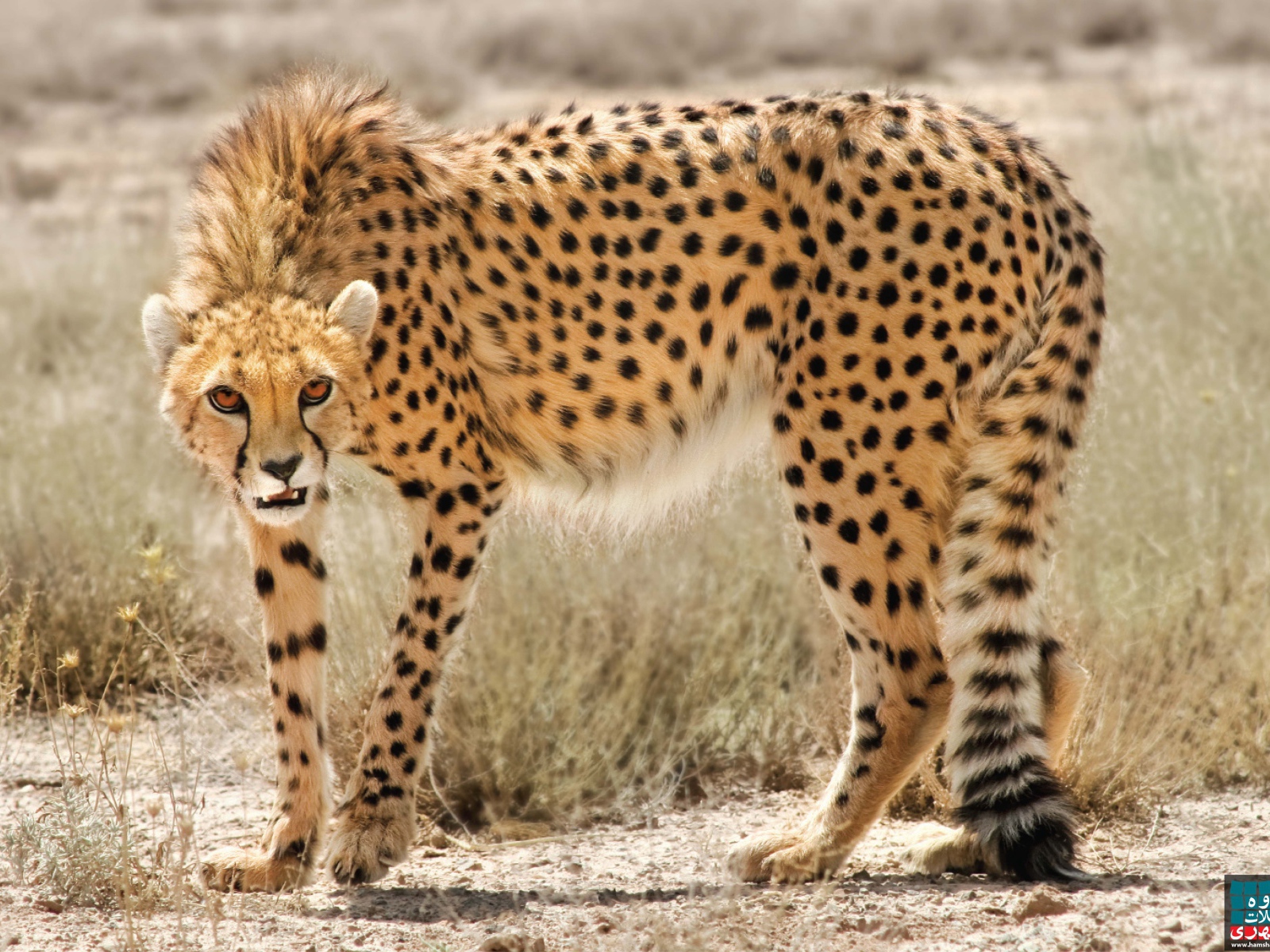 Дикая кошка в Иране