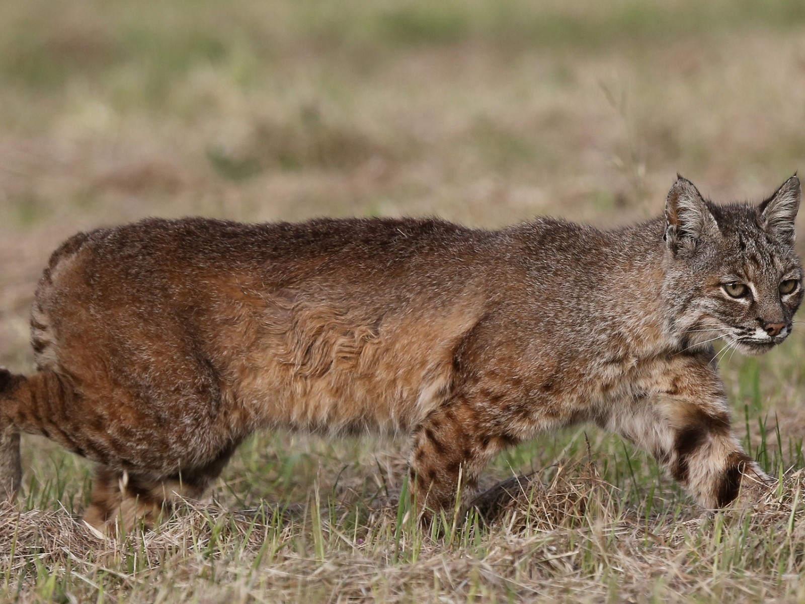 Дикая кошка идет по траве
