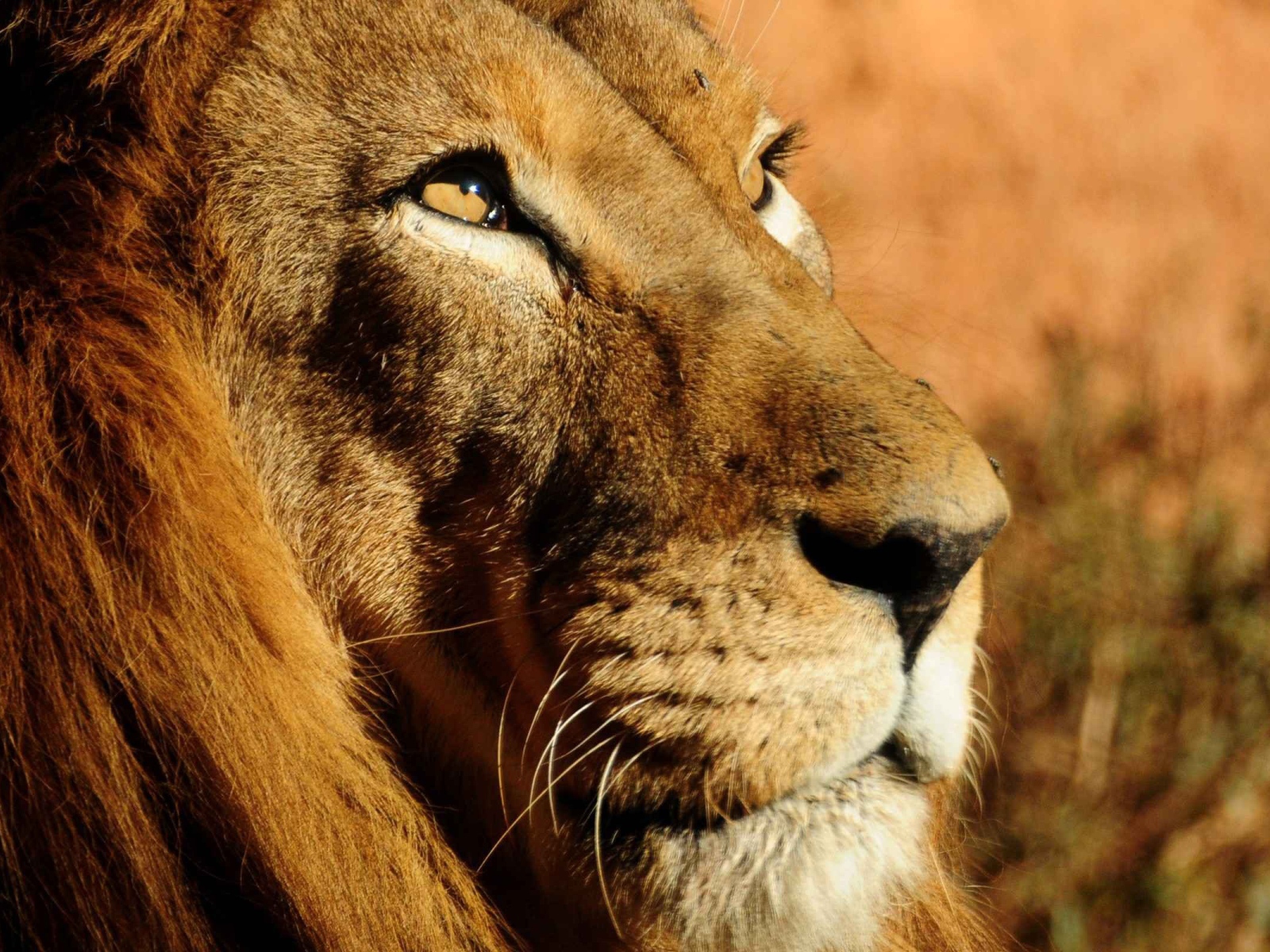 Мудрый лев смотрит вверх