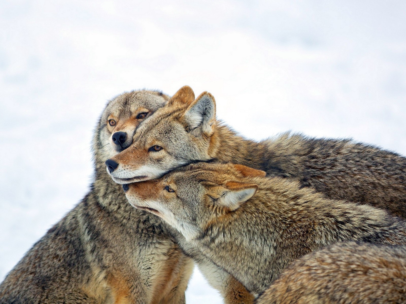Три дружных волка