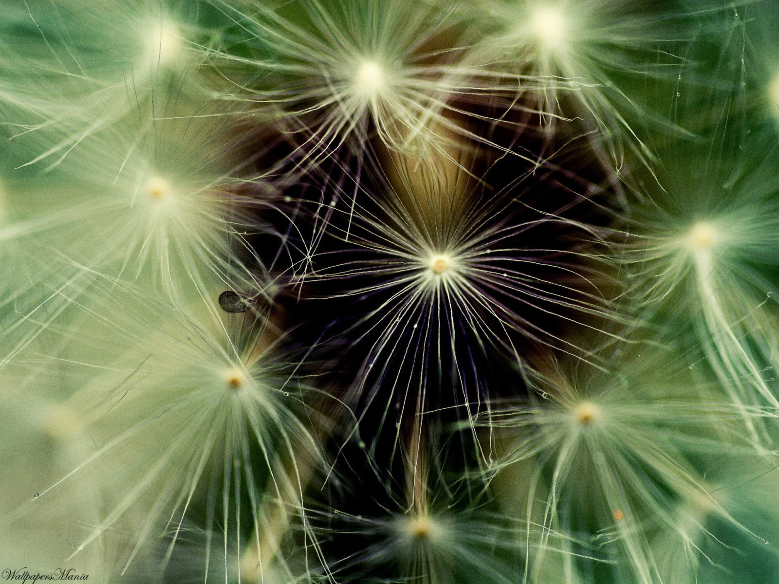 Фон из пушинок одуванчика