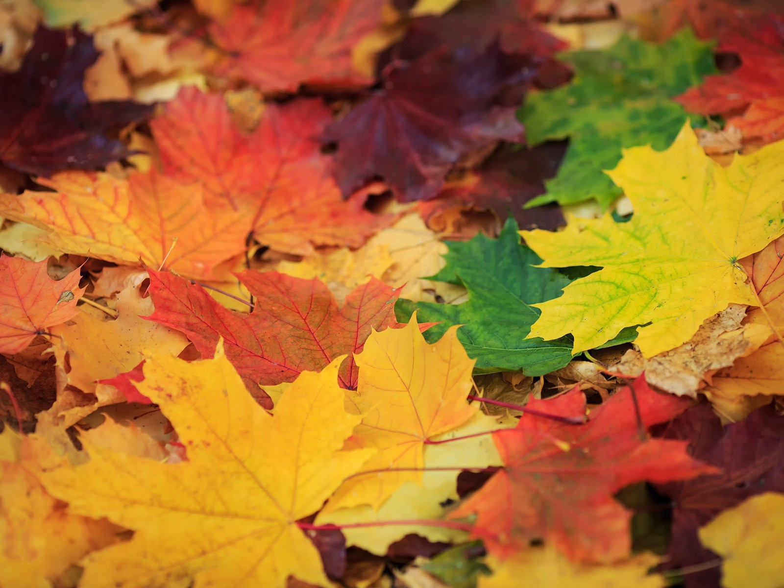 Опавшая листва с деревьев, фон