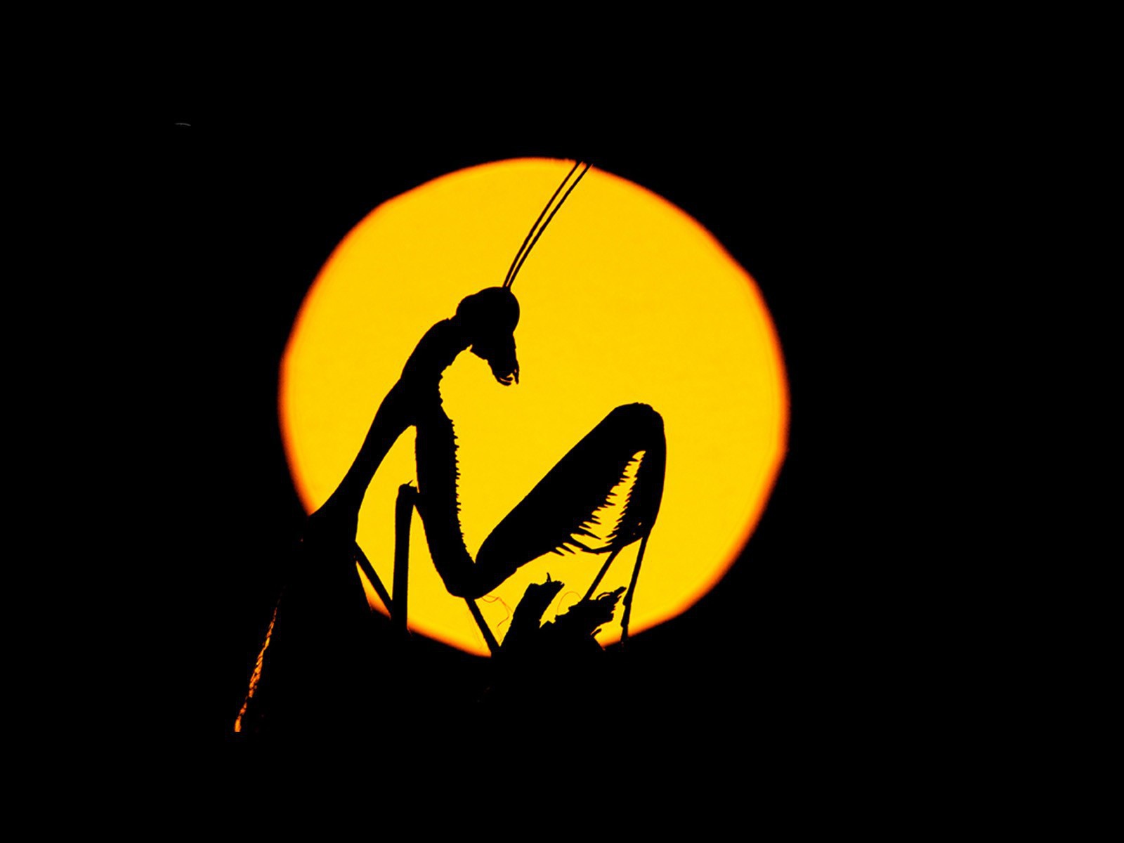 Силуэт насекомого на желтом фоне