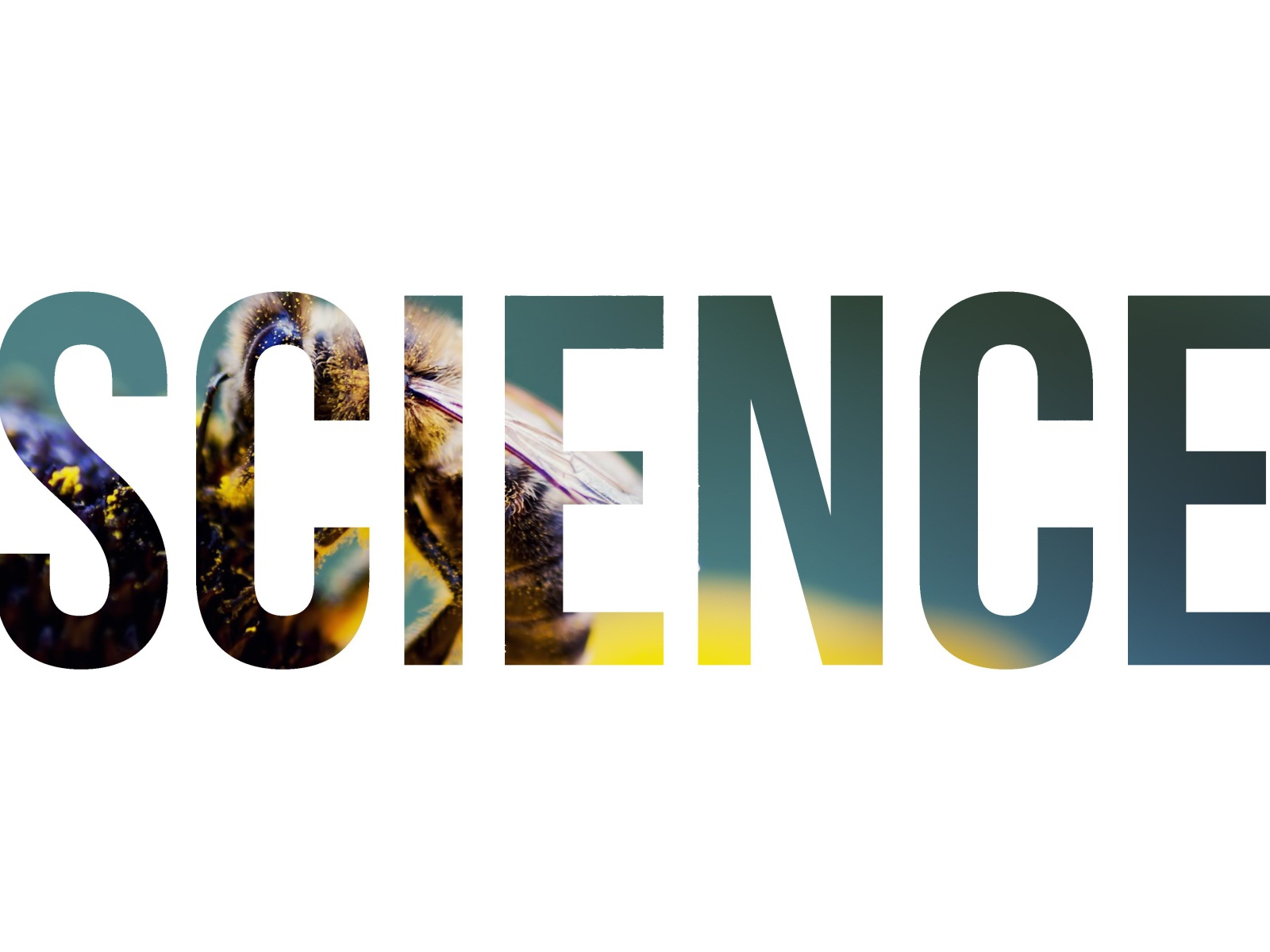 Надпись Наука на фоне пчелы