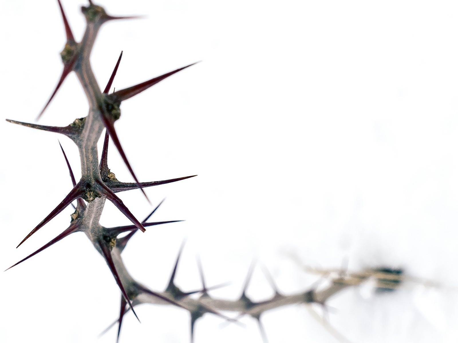 Колючка на белом фоне