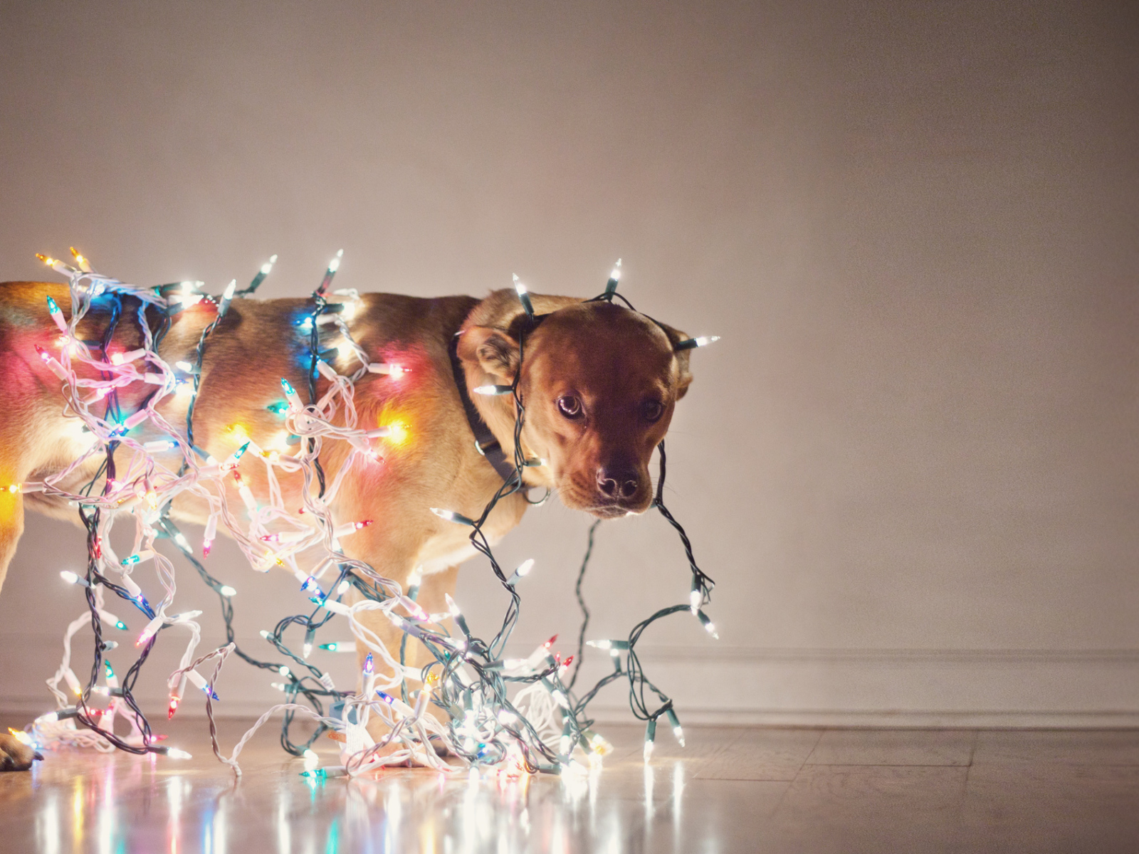 Собака обвешенная гирляндами