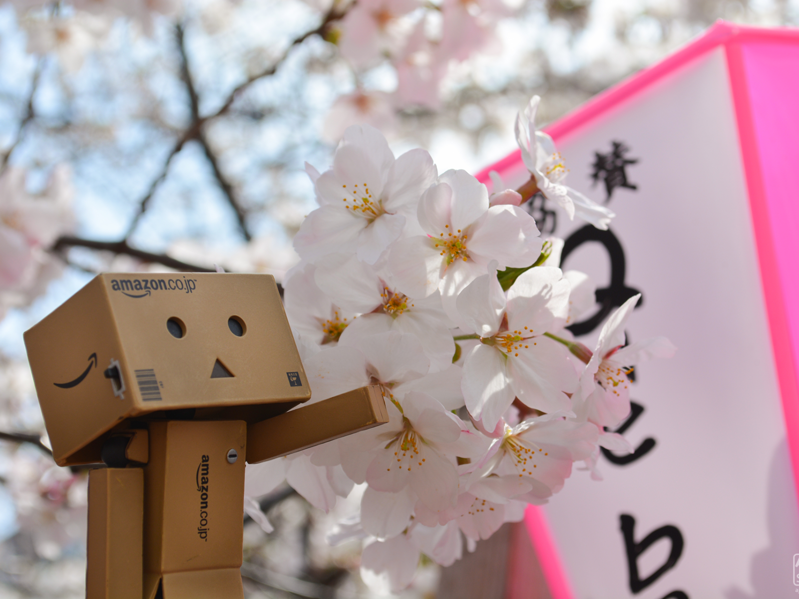 Дандо и цветущая вишня