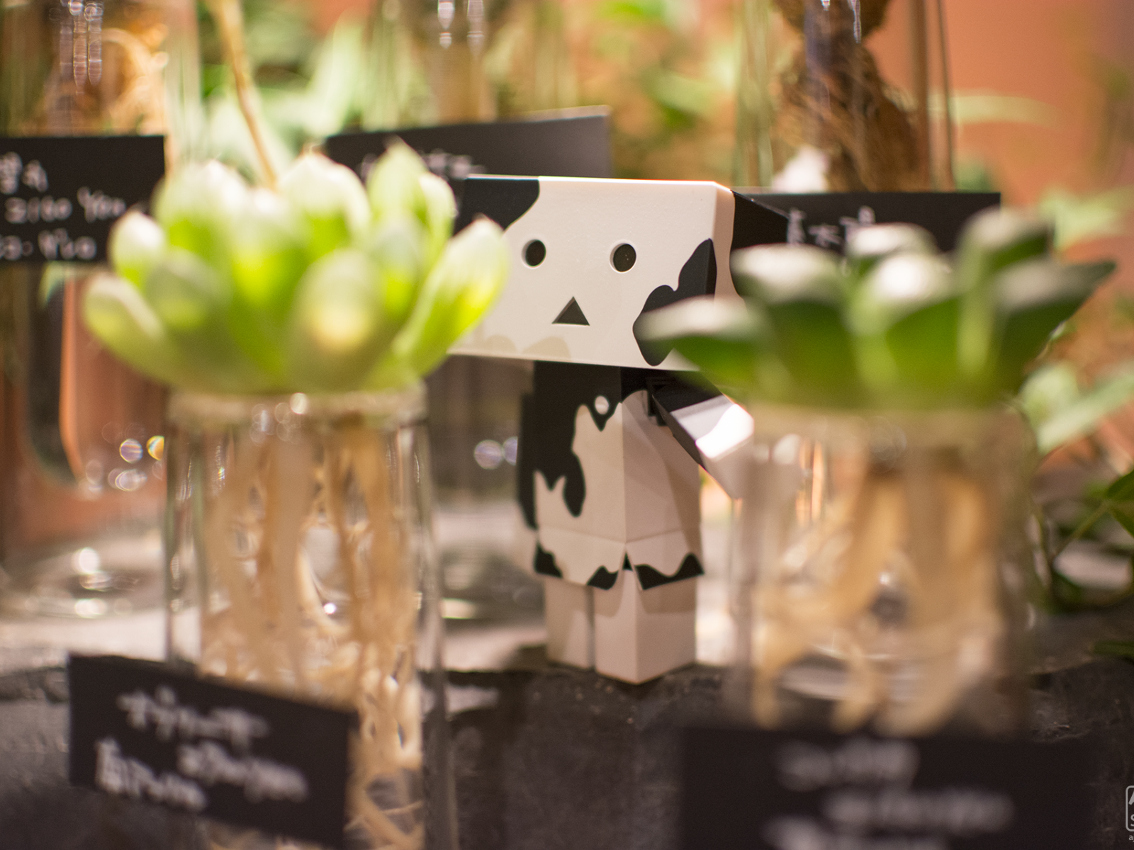 Дандо в маскировке