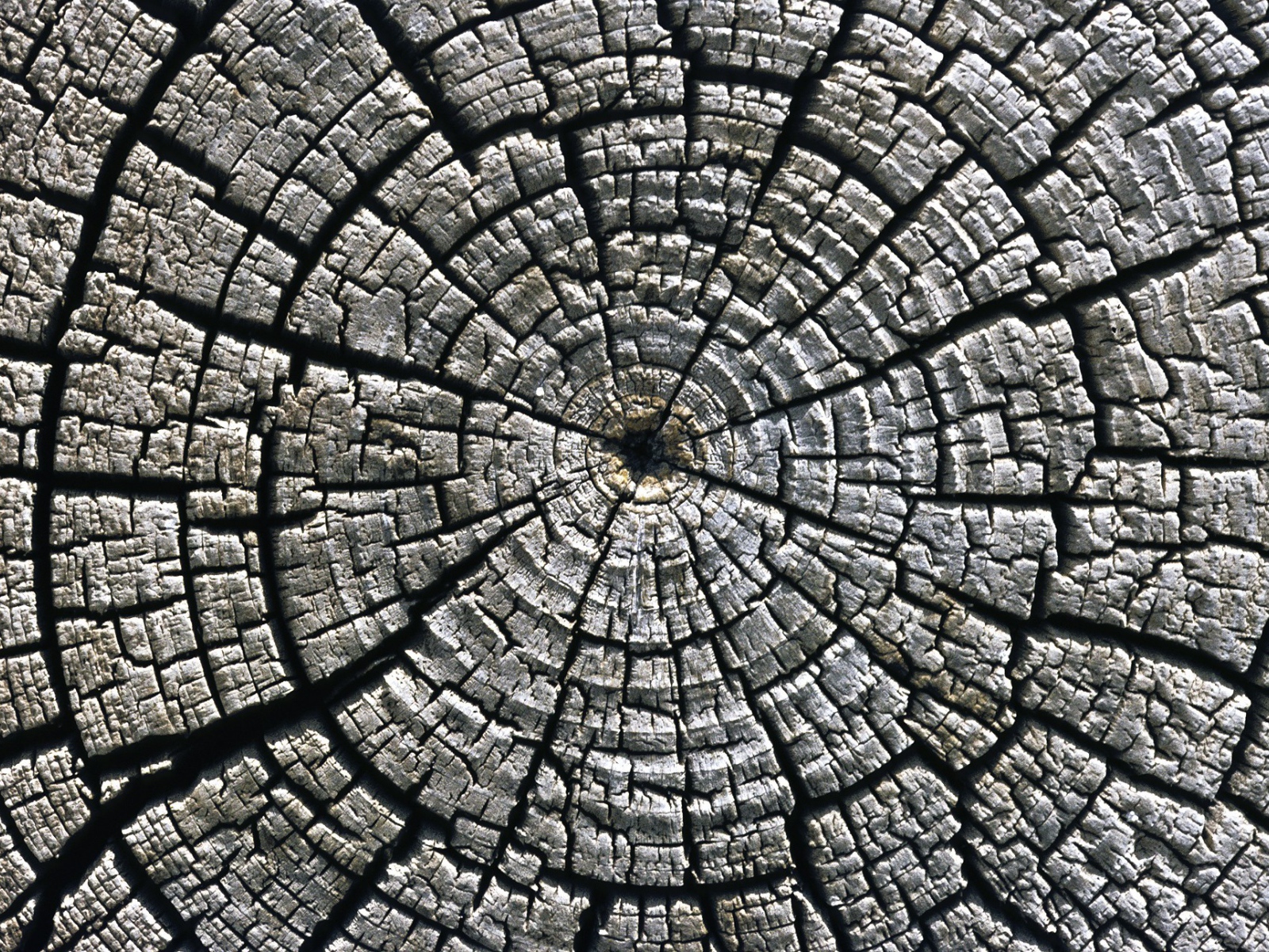 Старый спил дерева