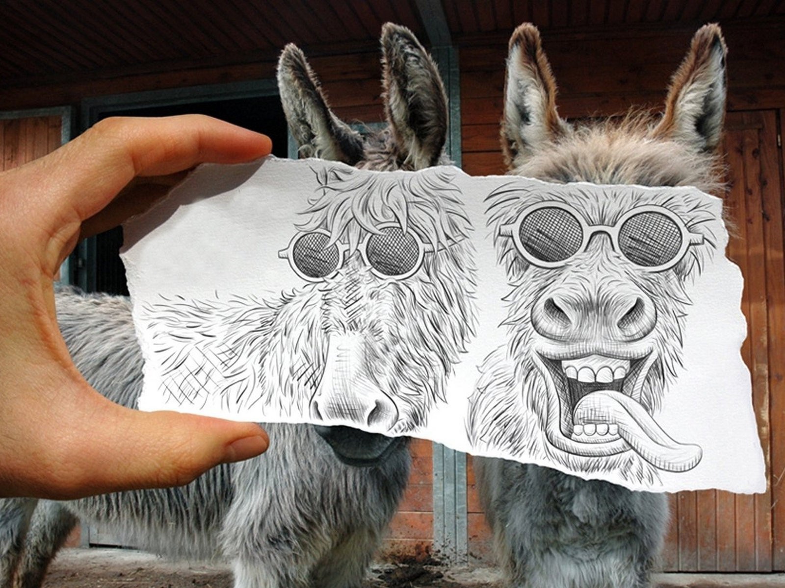 Рисунок поверх фото ослов