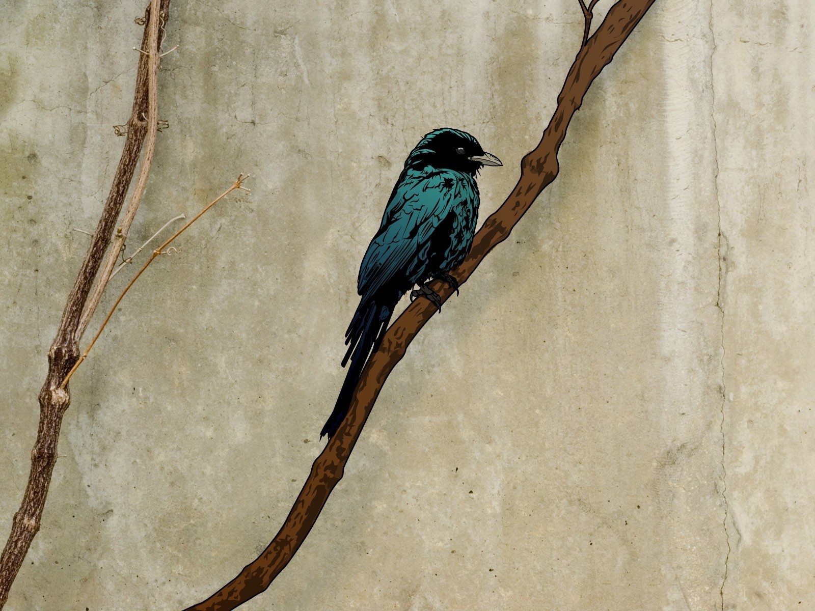 Грач на ветке, рисунок на пергаменте