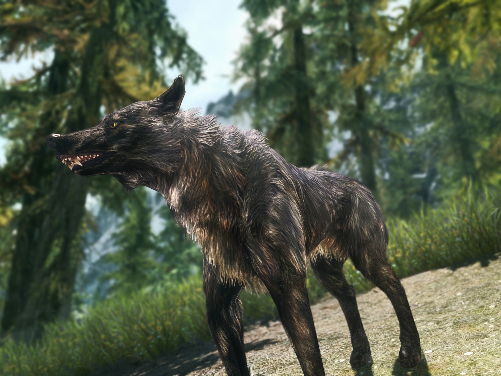 Волк в лесу, игра The Elder Scrolls V Skyrim