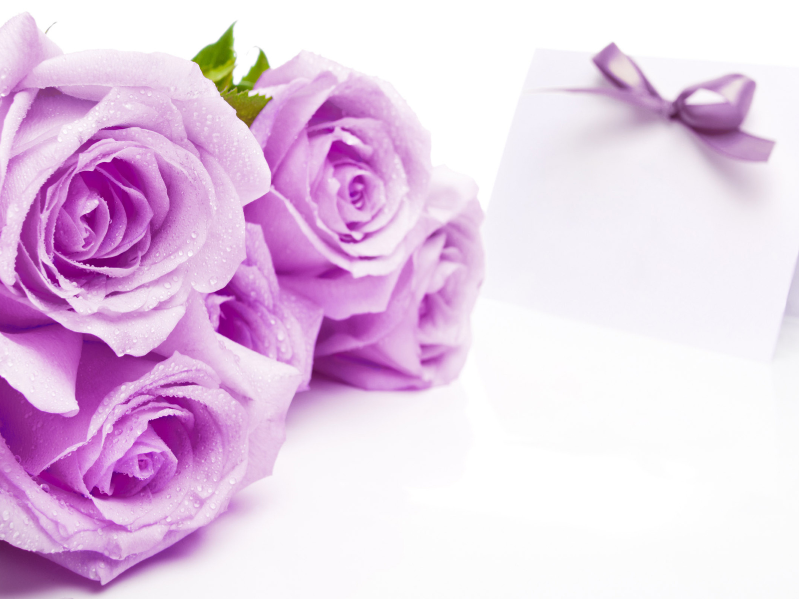 Bouquet of purple roses on March 8 for the beloved