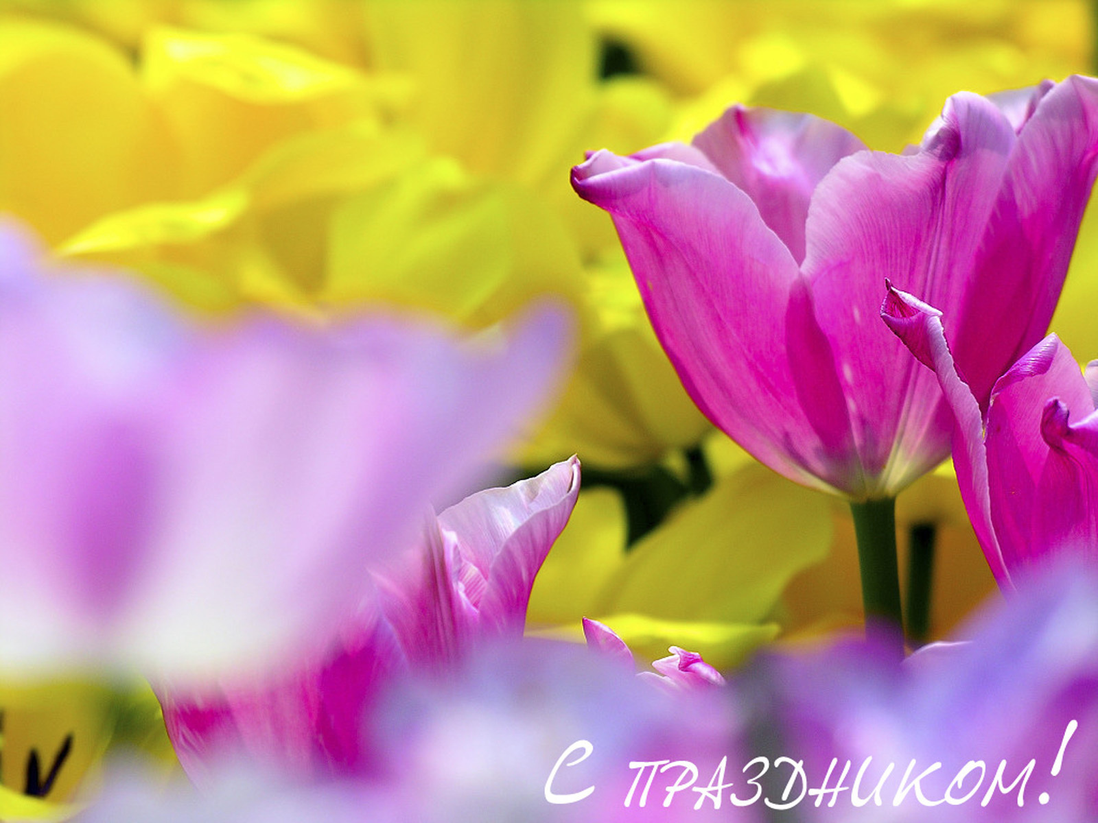 Нежный тюльпан в подарок на 8 марта