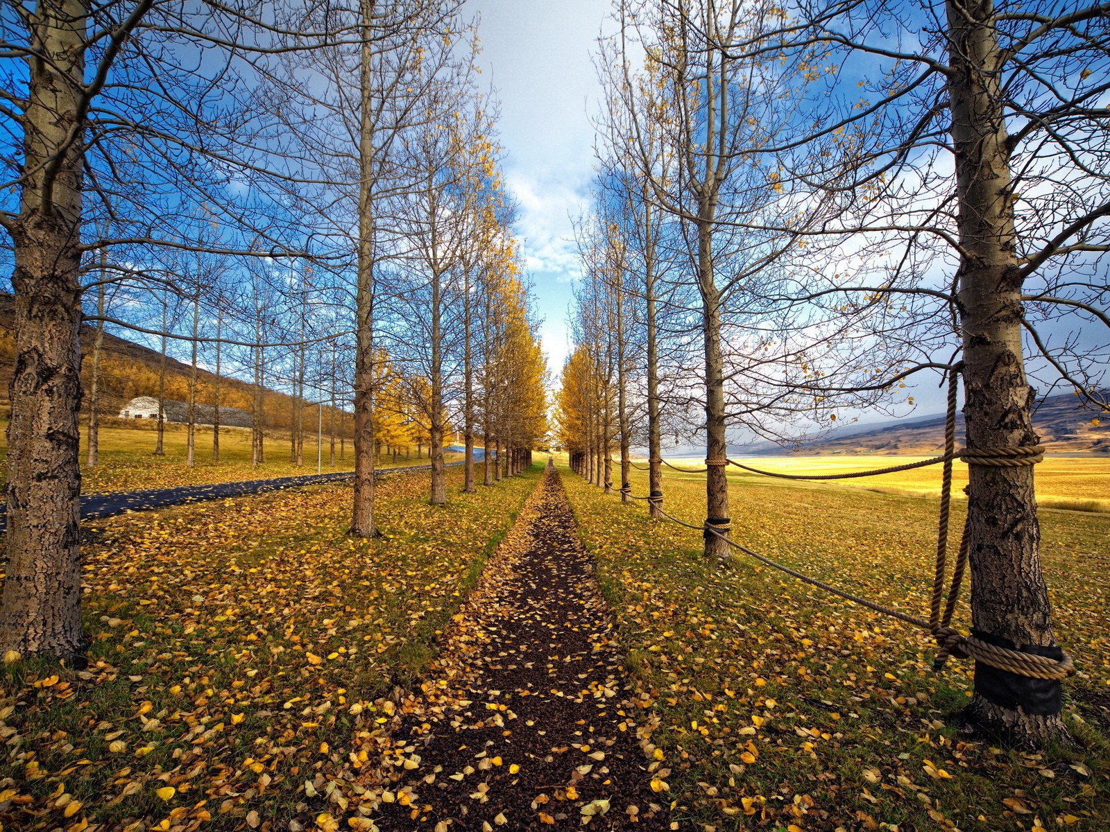 Забор из каната на ровной аллее