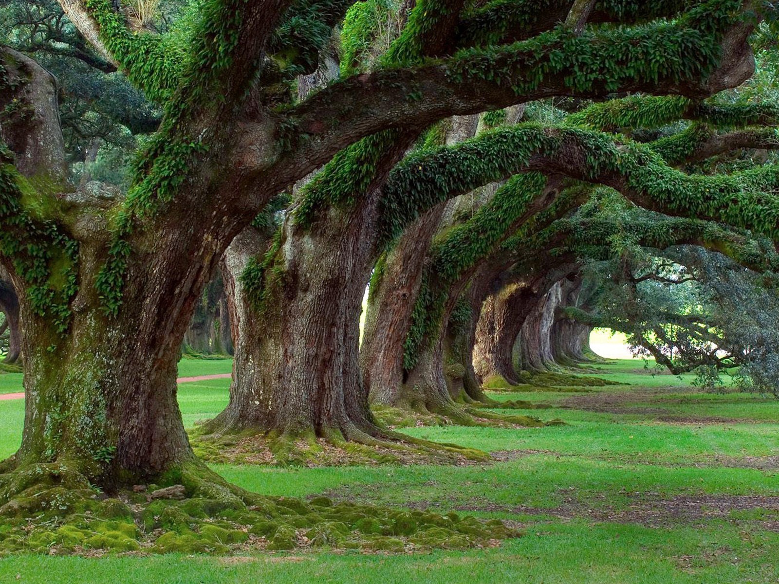 Аллея старых могучих деревьев в парке