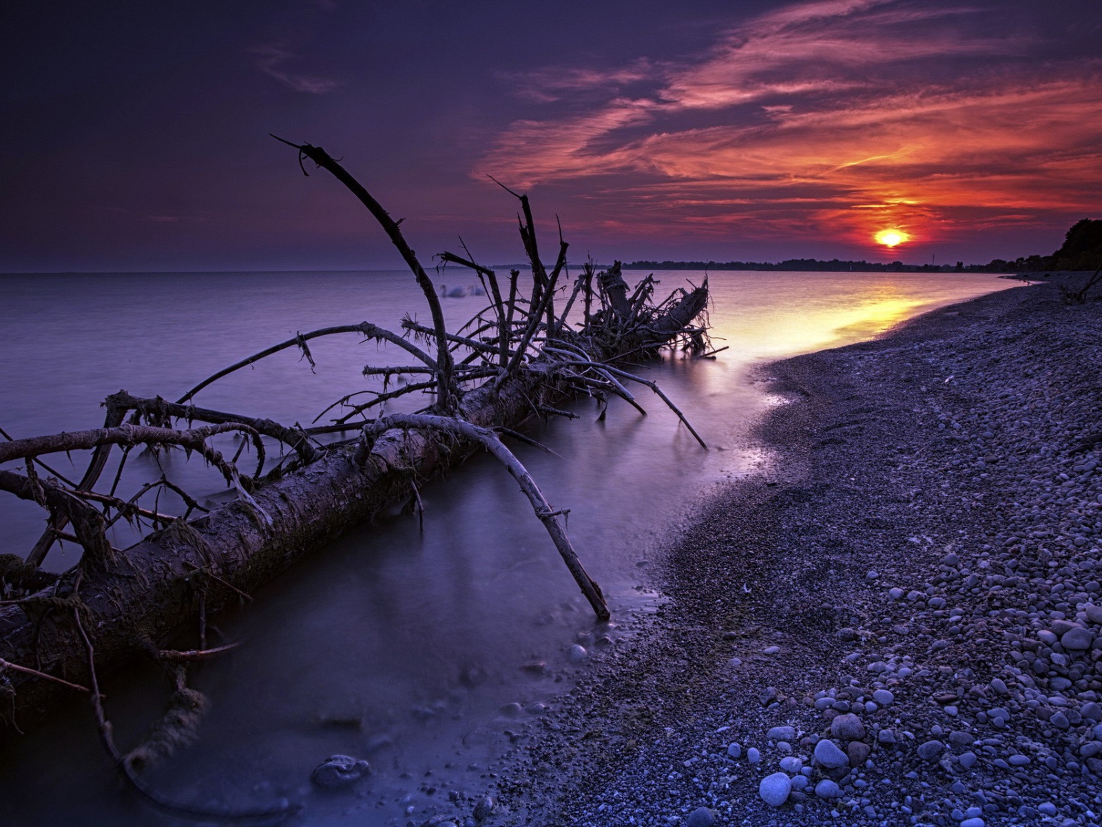 Ствол дерева прибило к берегу