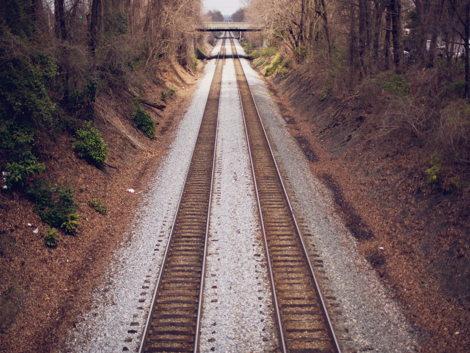 Два пути железной дороги между деревьями
