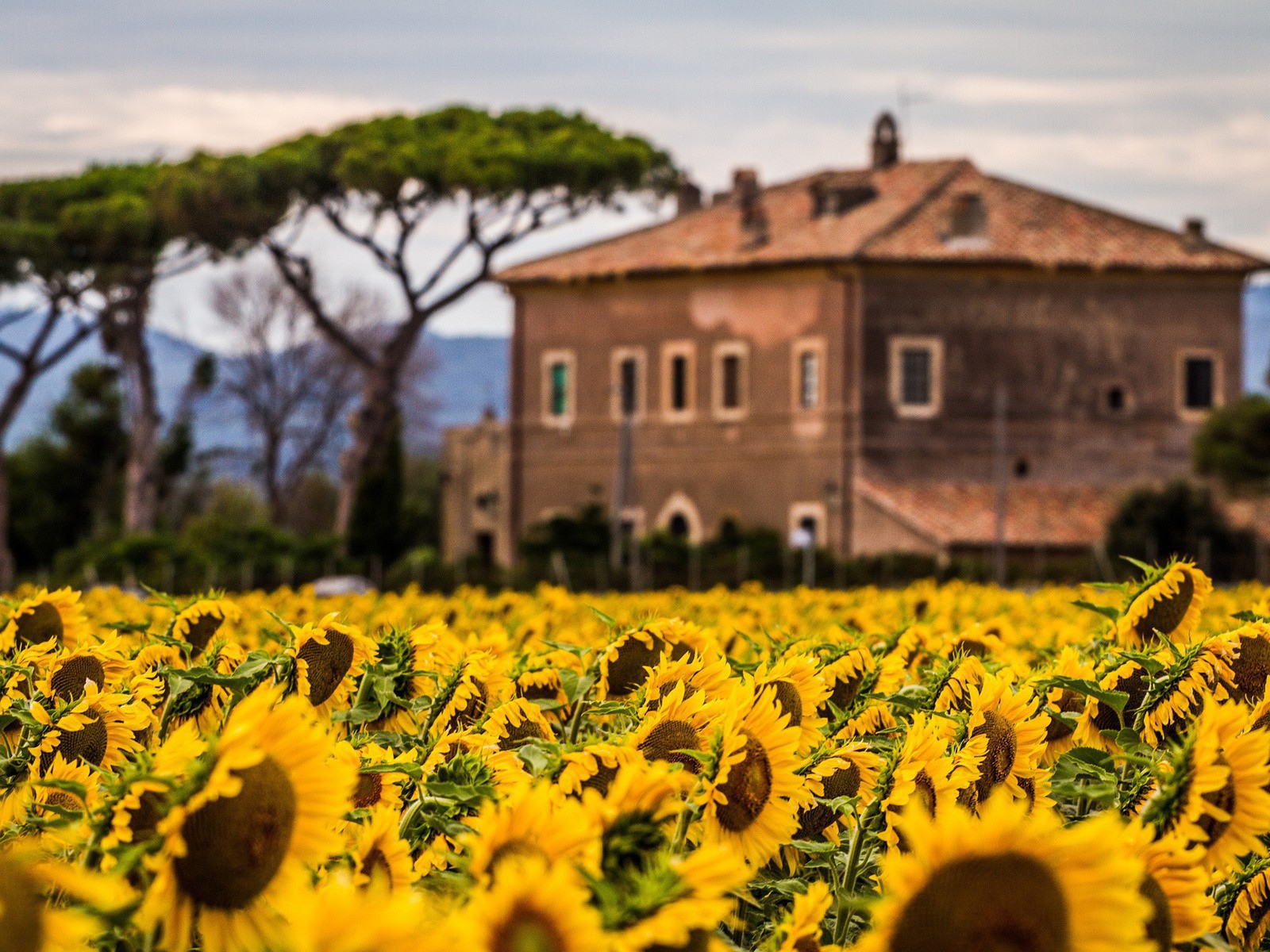 Вилла позади поля подсолнухов