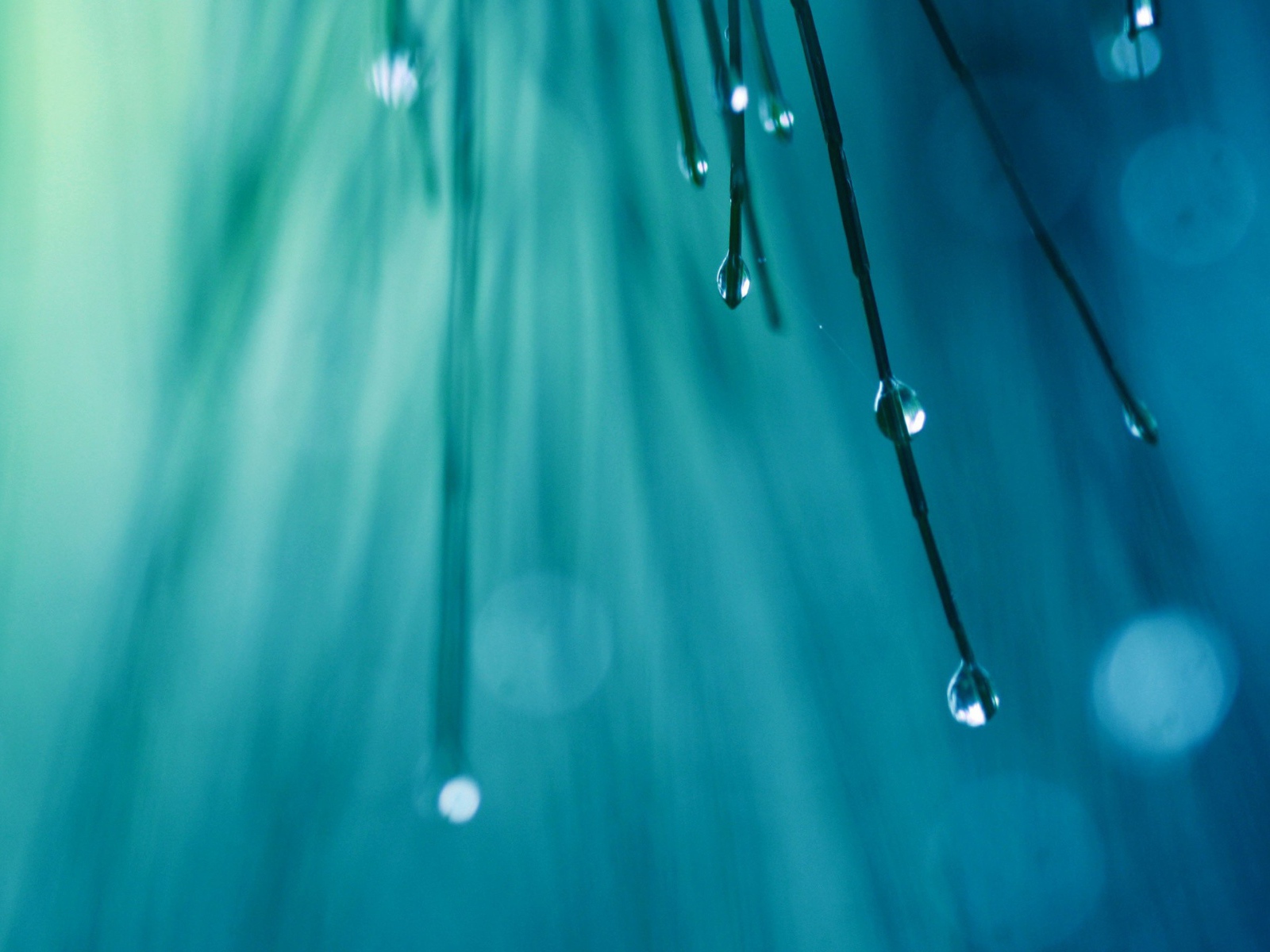 Капли воды на кончиках хвои