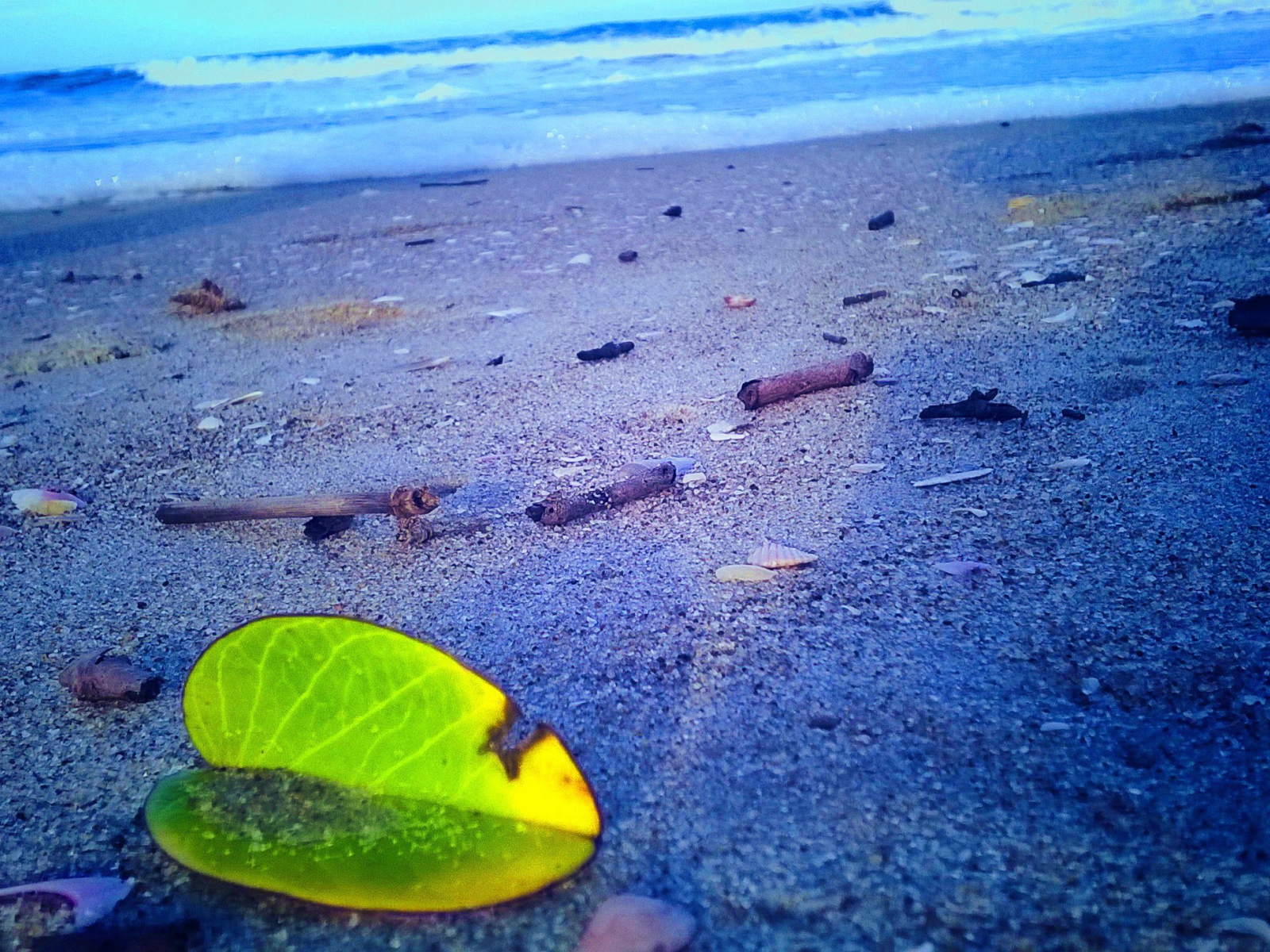 Лист растения на песке пляжа