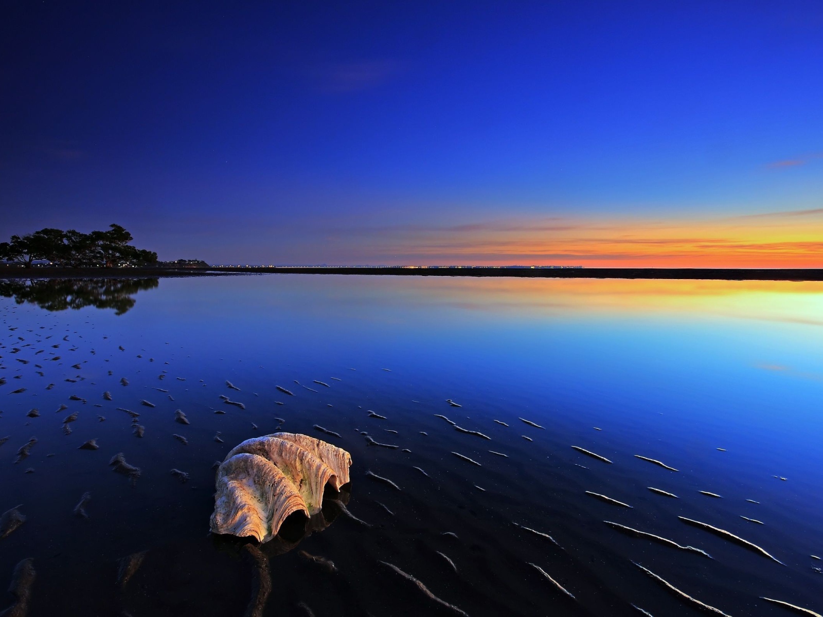 Ракушка на пляже во время прилива