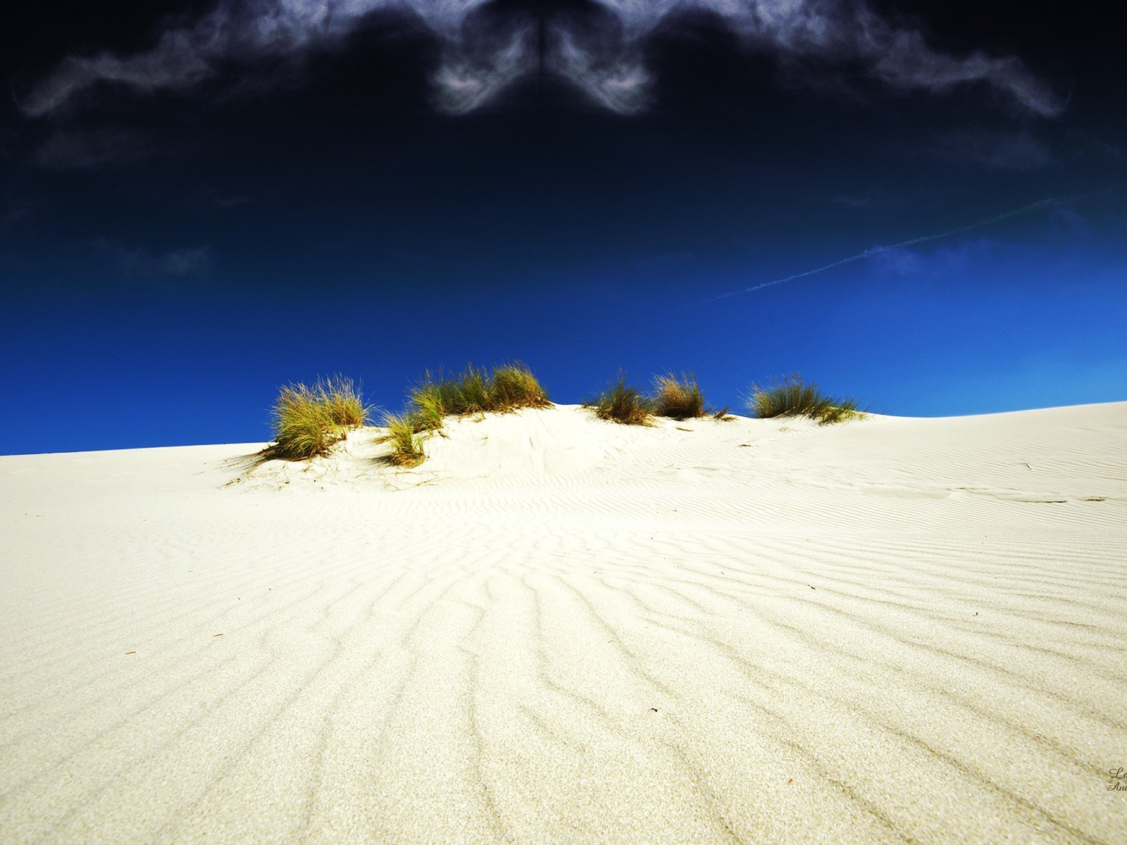 Растительность в белой пустыне