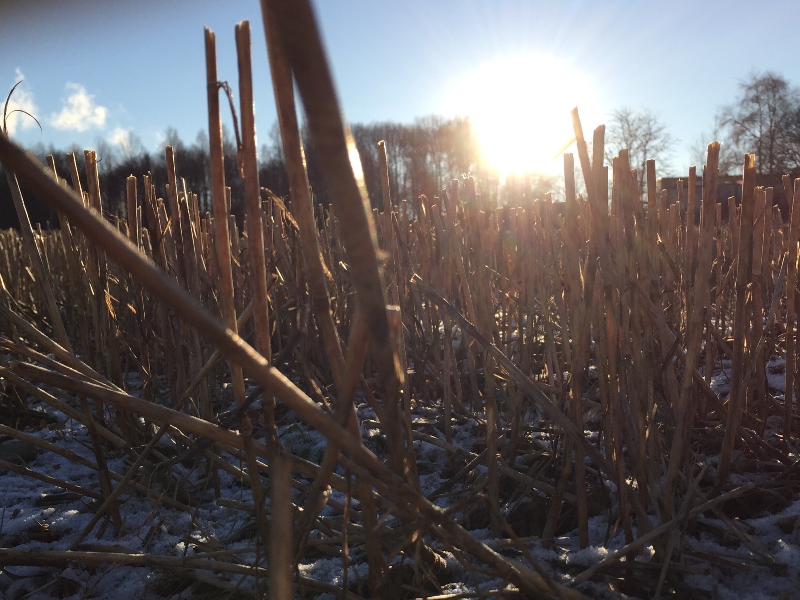 Первый снег на убранном поле