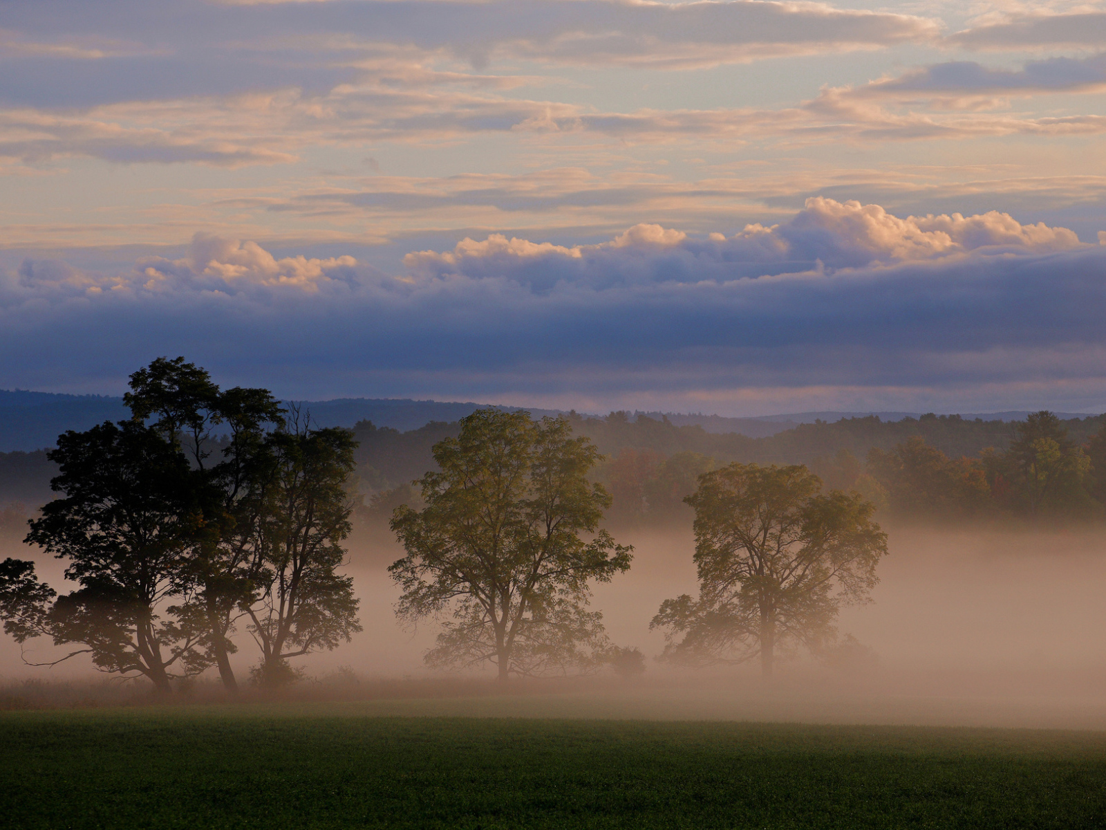 Три дерева в тумане
