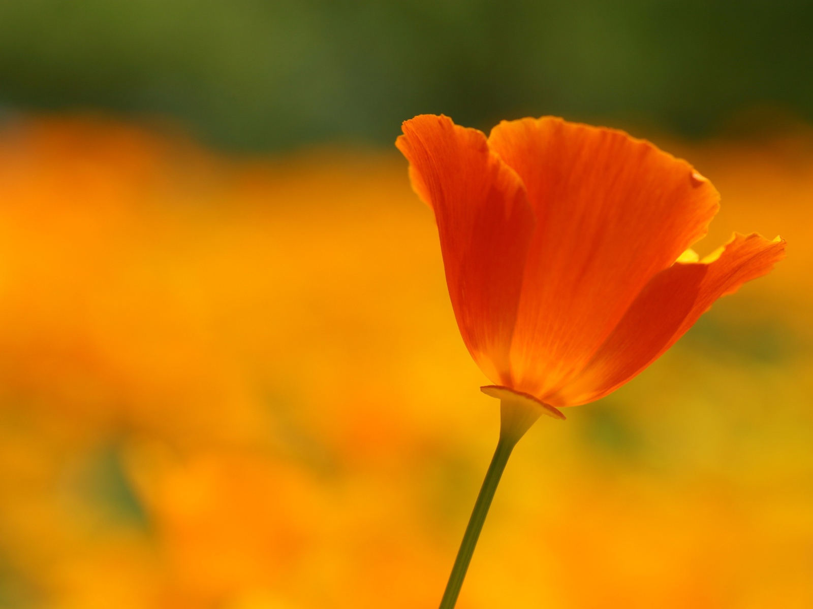 Одинокий красный цветок