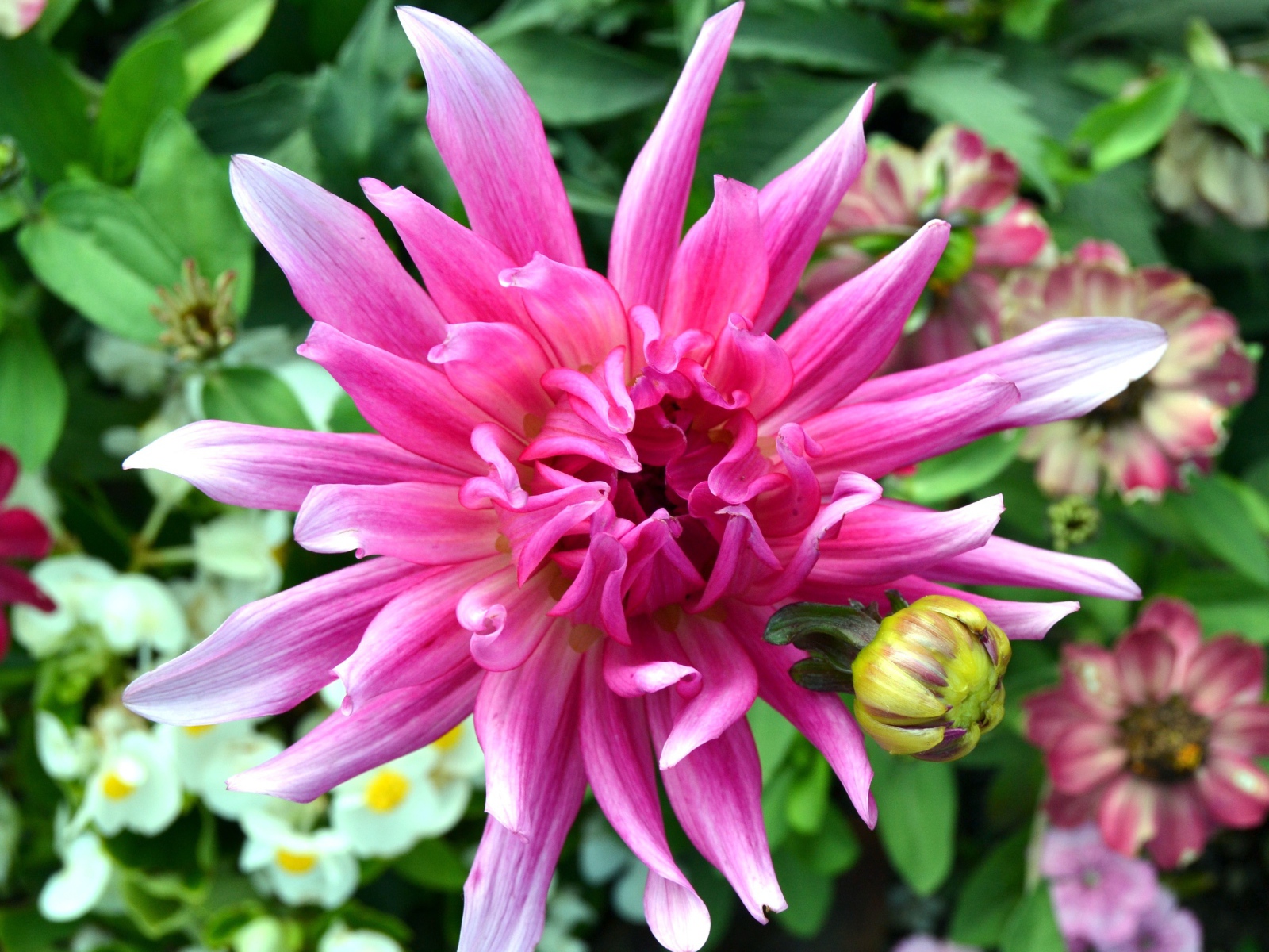 Яркий розовый экзотический цветок