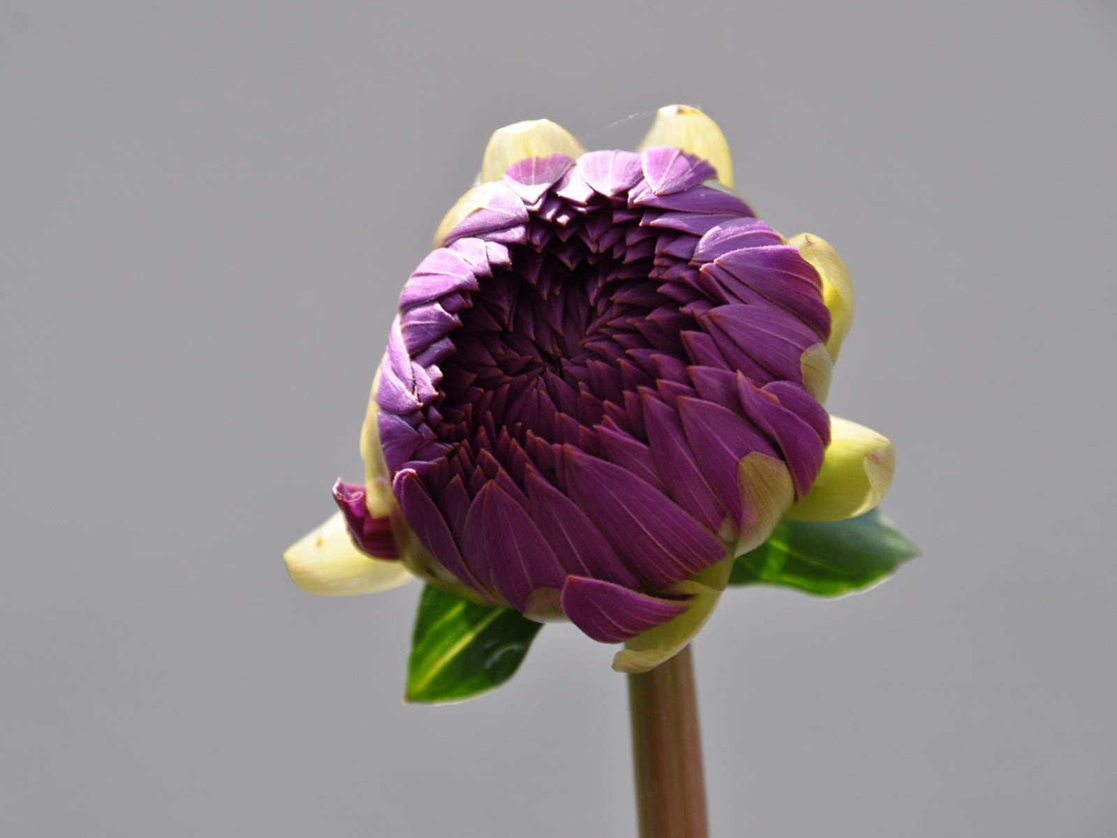 Бутон большого фиолетового цветка на сером фоне