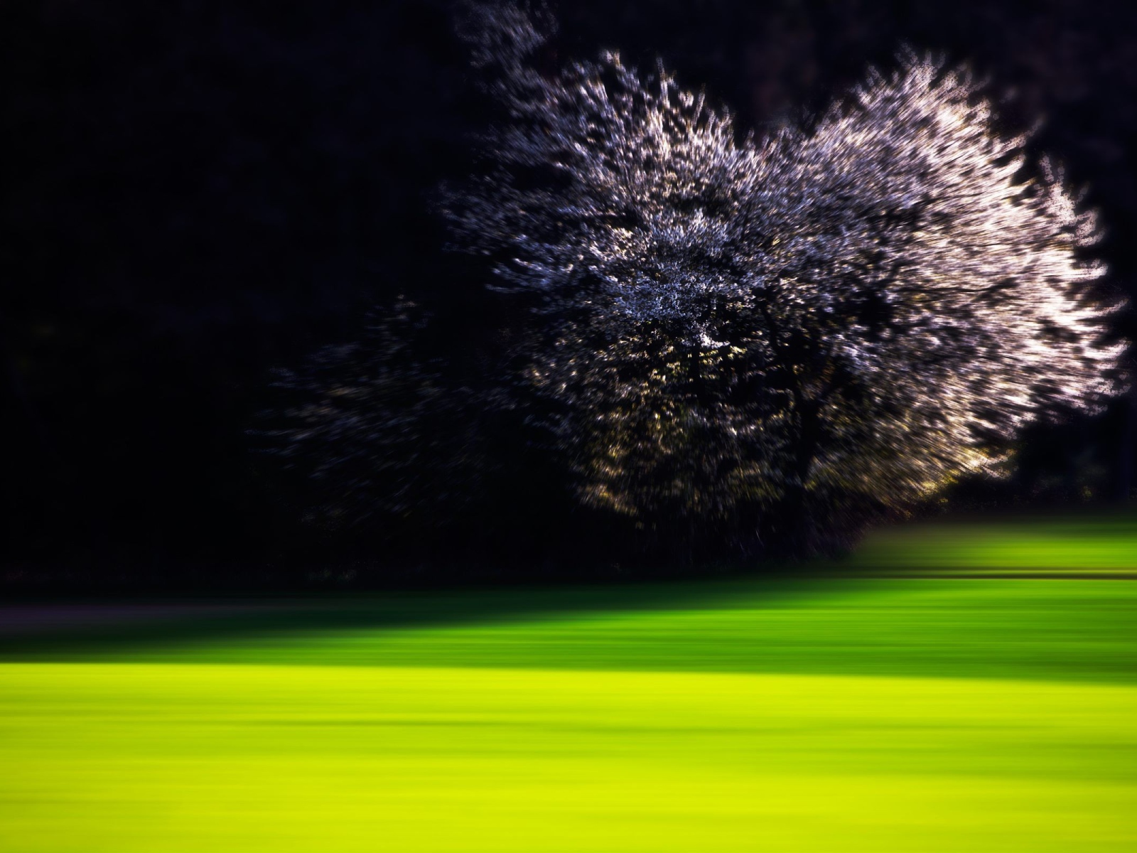 Цветущая вишня на краю зеленого газона