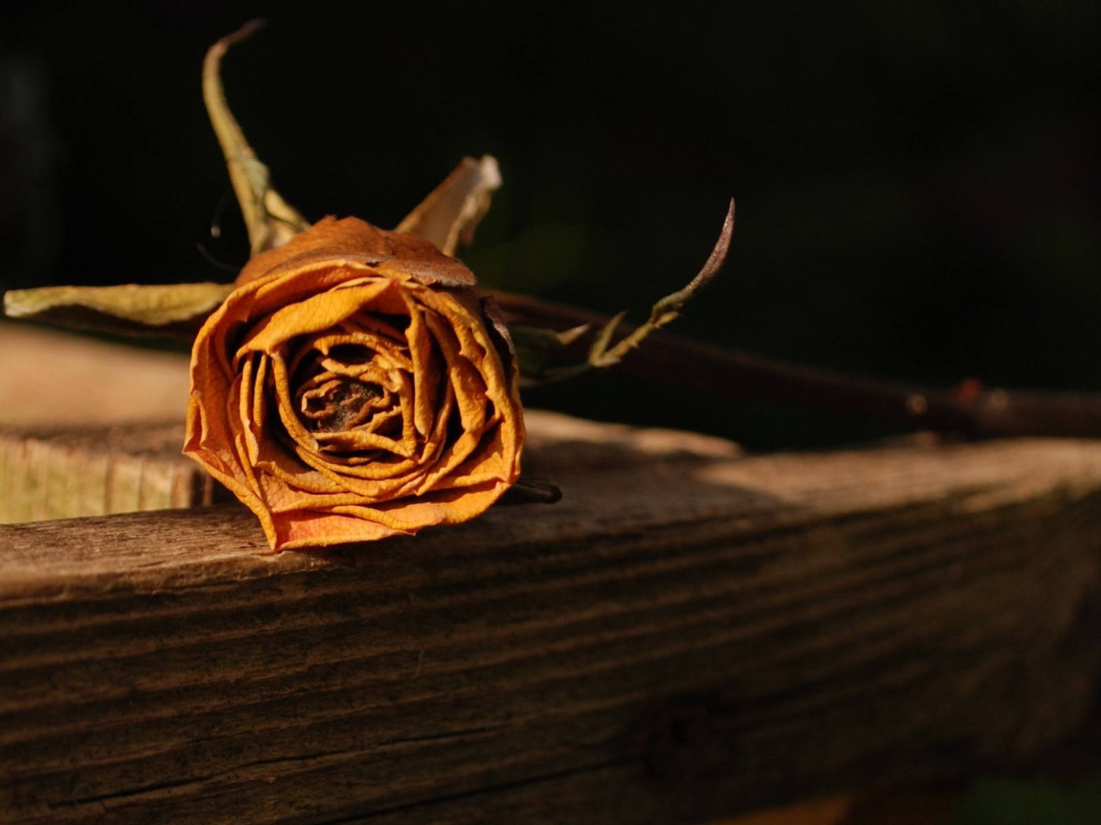 Засохшая оранжевая роза