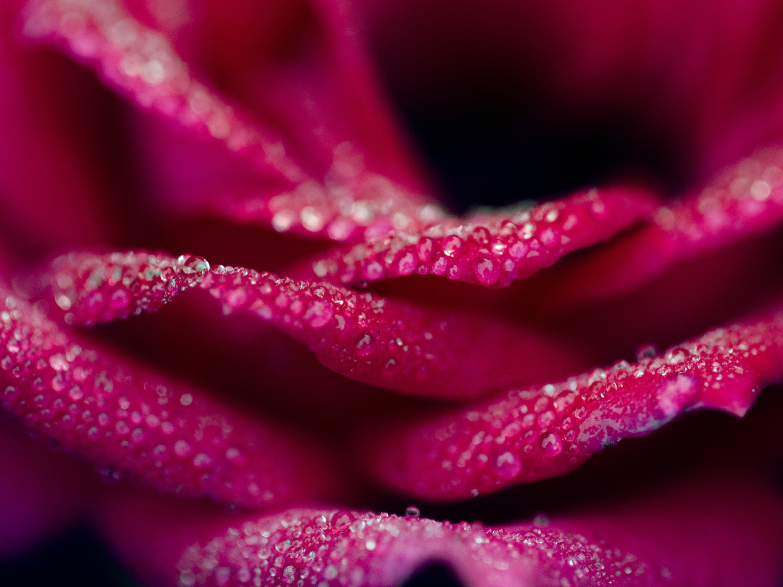 Капли на лепестках розовой розы