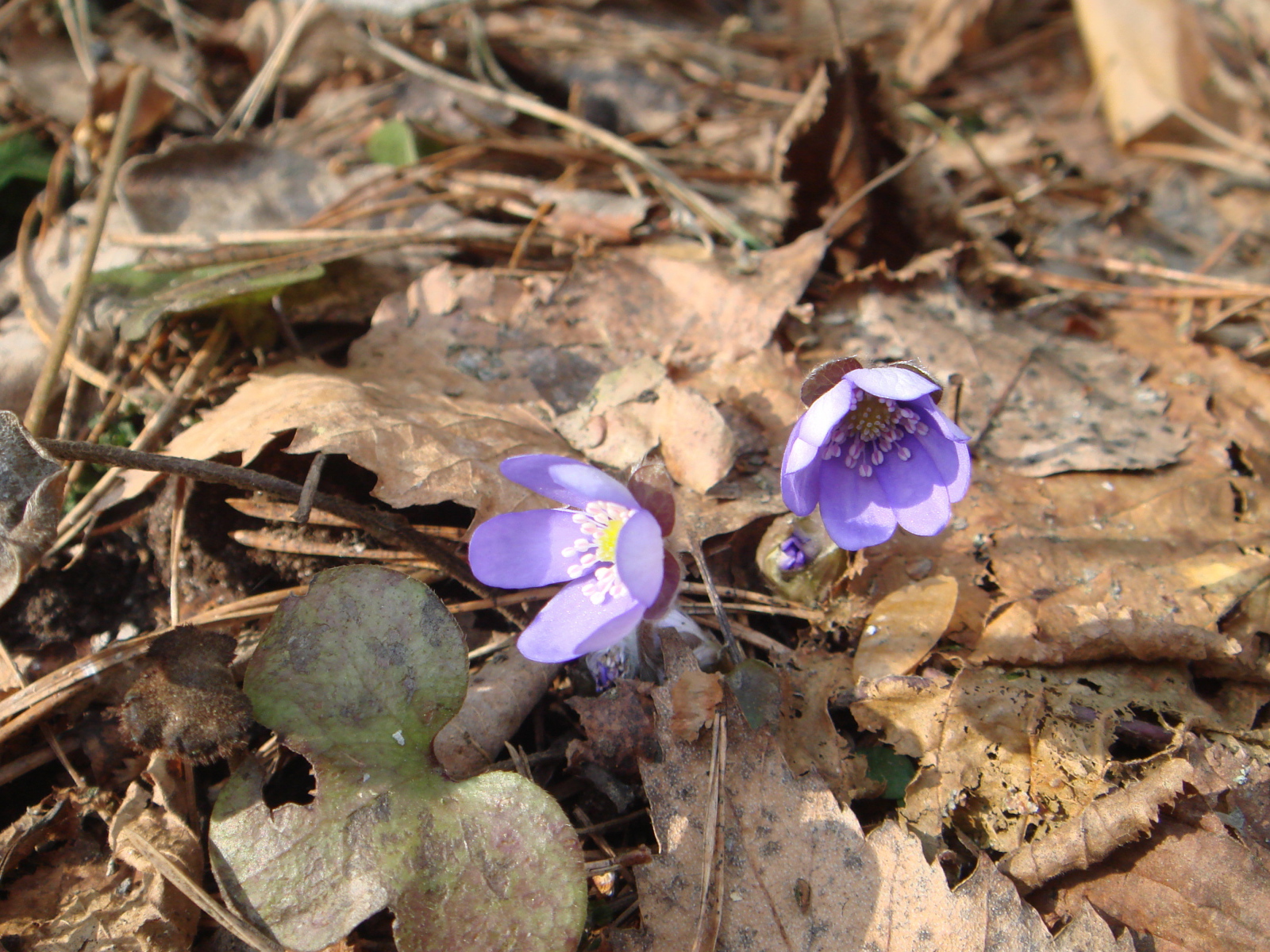 Цветки подснежники
