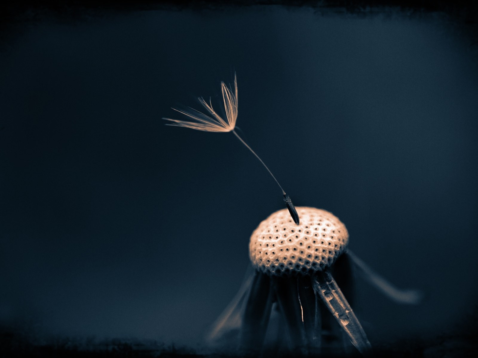 Последний зонтик на одуванчике