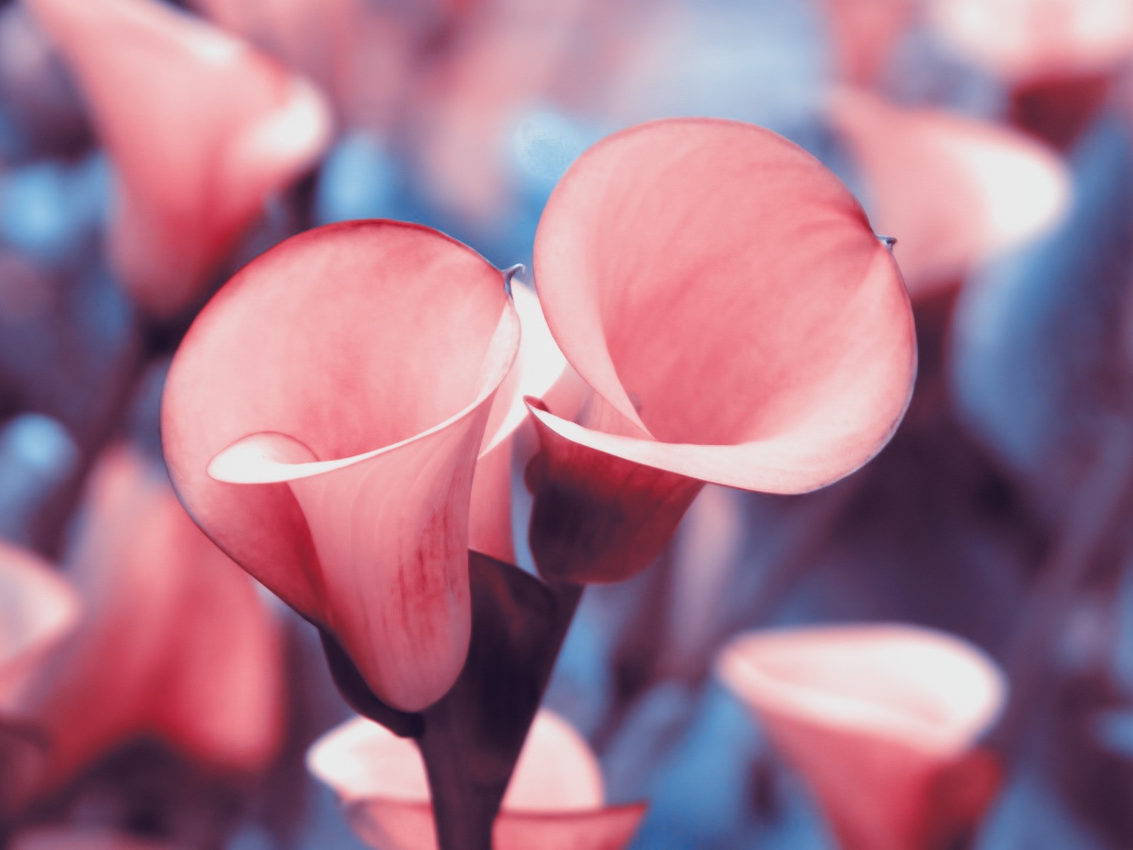 Розовые лилии с красной каймой