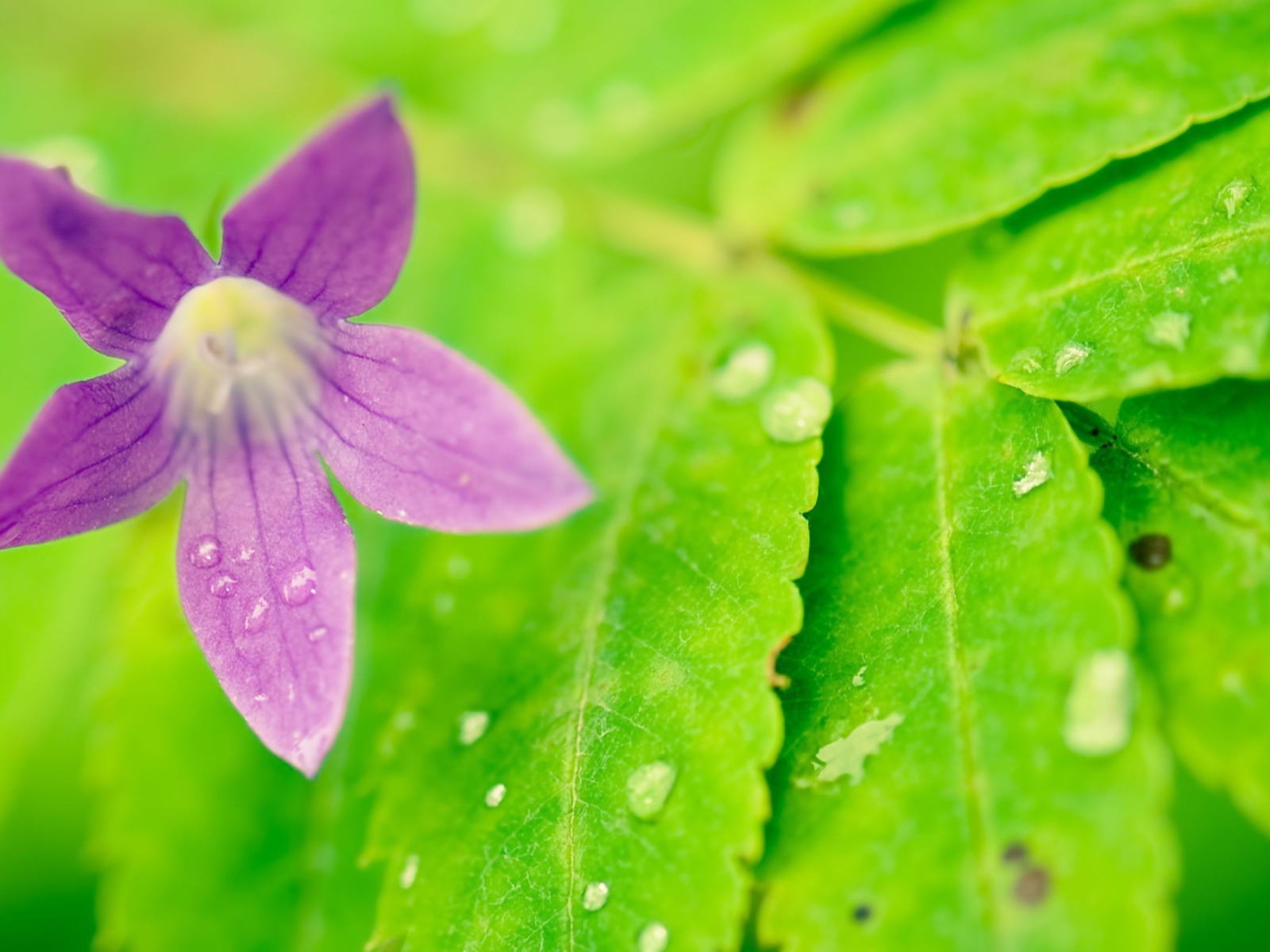 Фиолетовый цветок на мокрых листьях