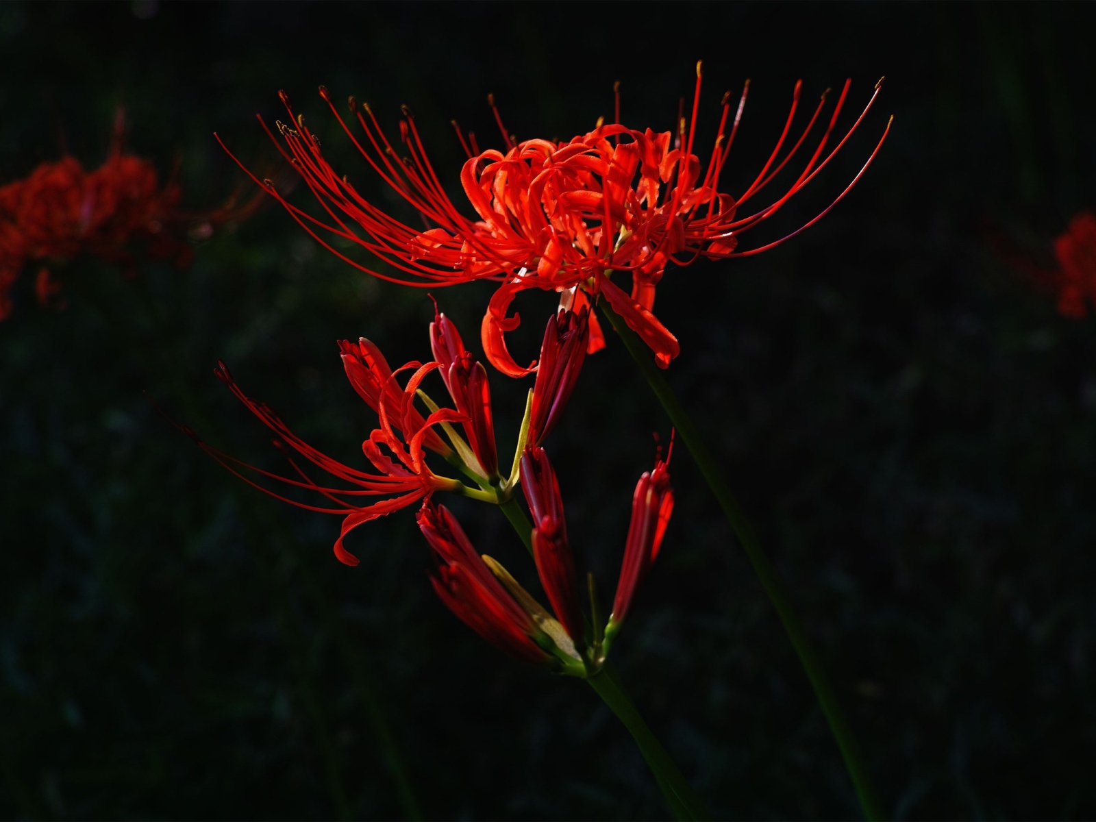 Красный цветок на темном фоне