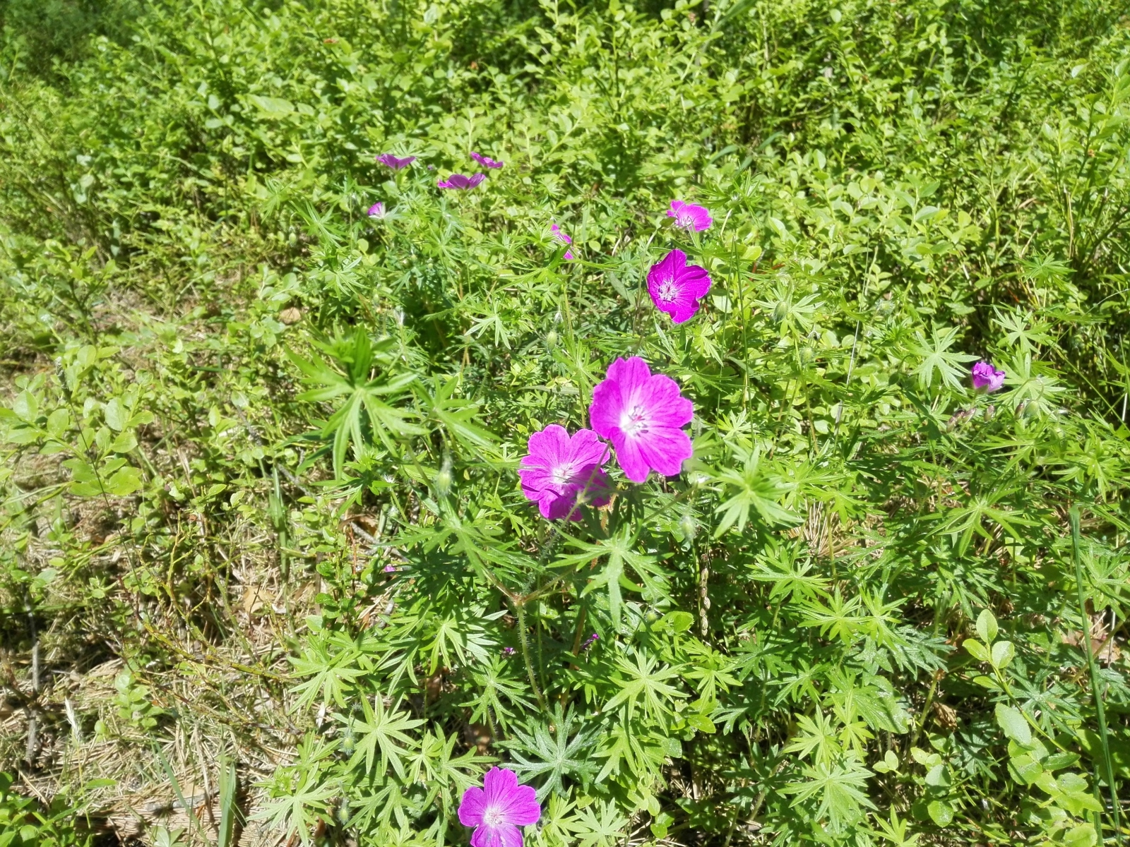 Летние цветы в зеленой траве