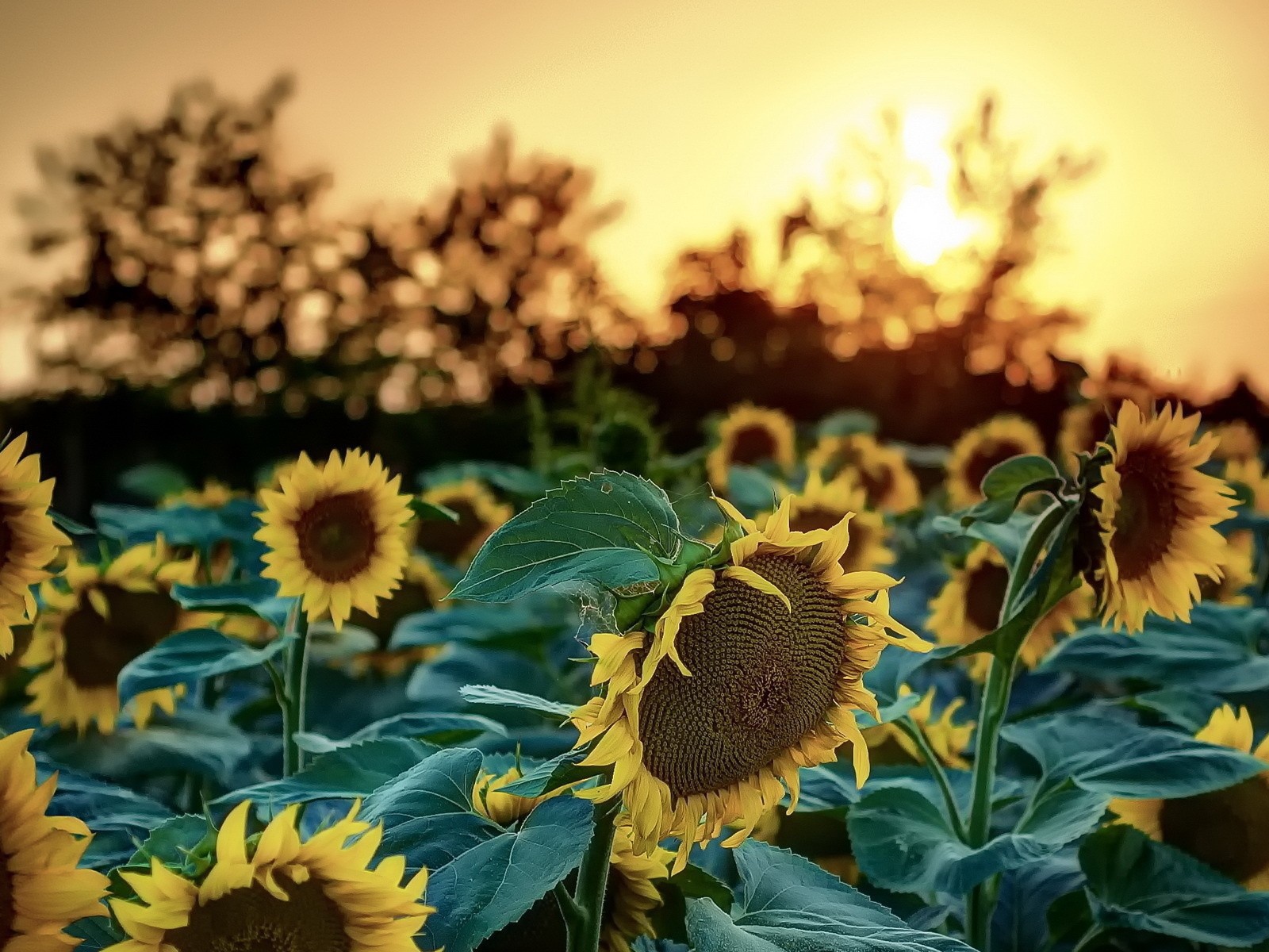 Подсолнухи на фоне деревьев и заката