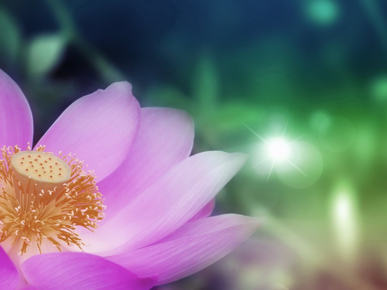 Сердцевина светло фиолетового цветка