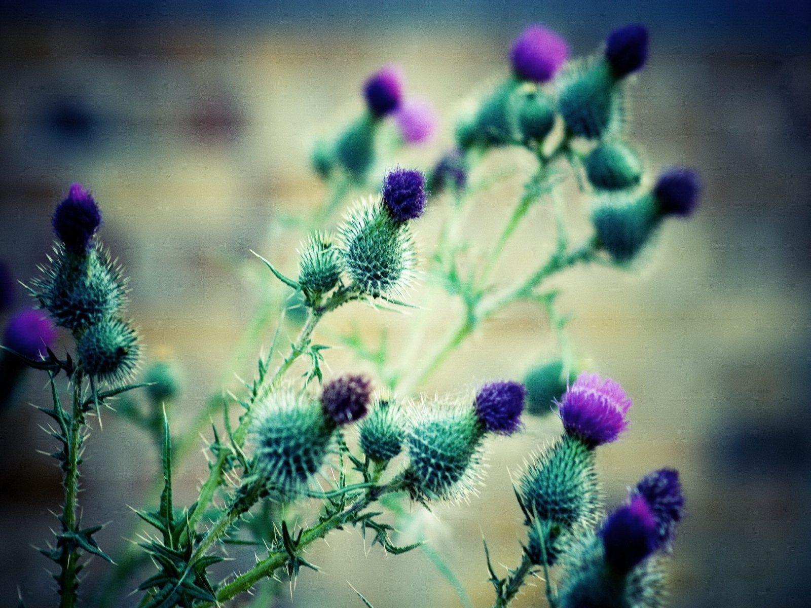 The flowers of thistles