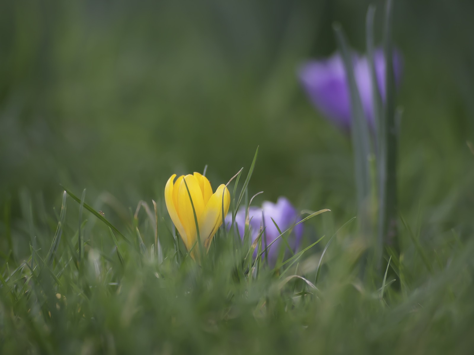 Желтый и голубой цветок в зеленой траве