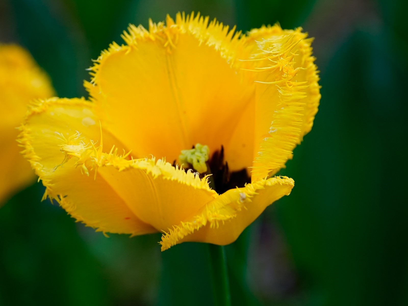 Желтый мохнатый цветок