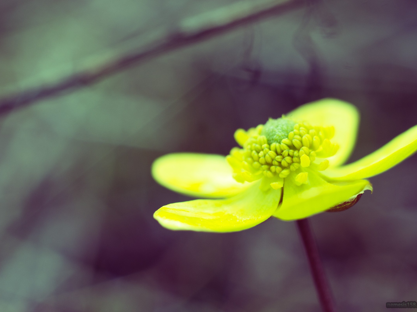 Желто зеленый цветок на сером фоне