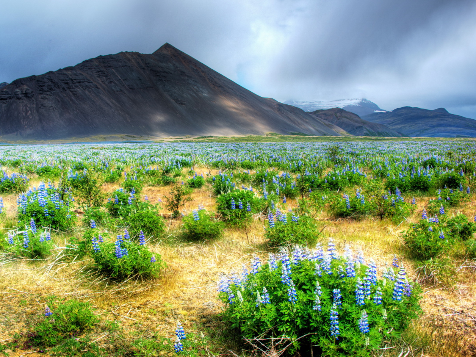 Цветы в горной долине