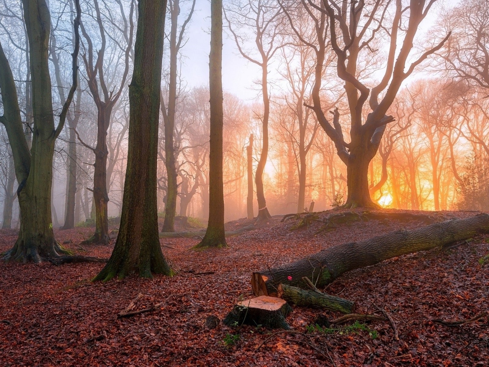 Спиленное дерево в лесу